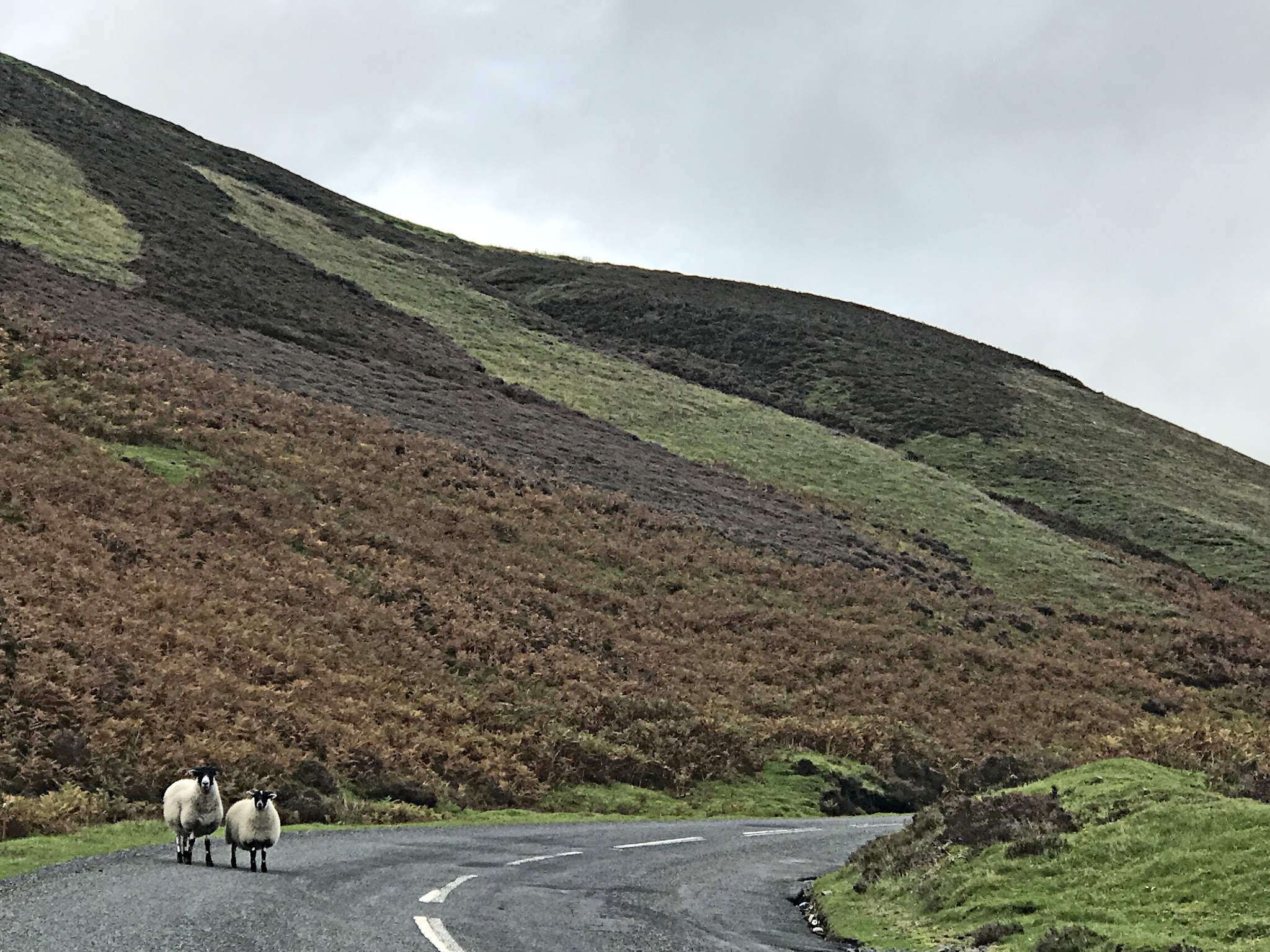 Cycling Mennock Pass, Scotland Cycling Mennock Pass, Scotland - two sheep standing side by side on two-lane roadway, road curves right at base of brown and green hillside