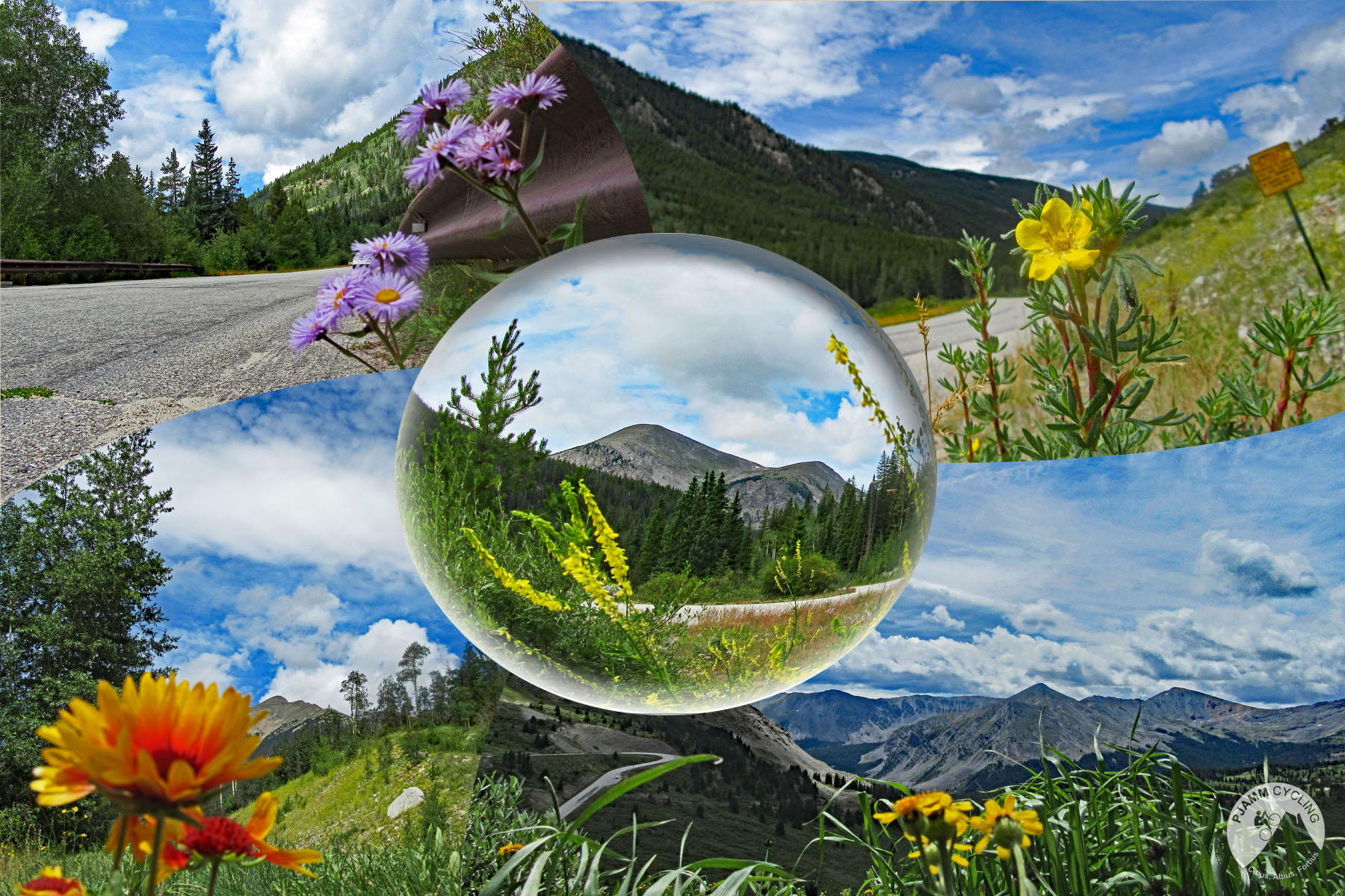 Cycling Cottonwood Pass, Colorado - photo collage, PJAMM Cycling logo in corner, various close up views of wildflowers in spring at Cottonwood Pass