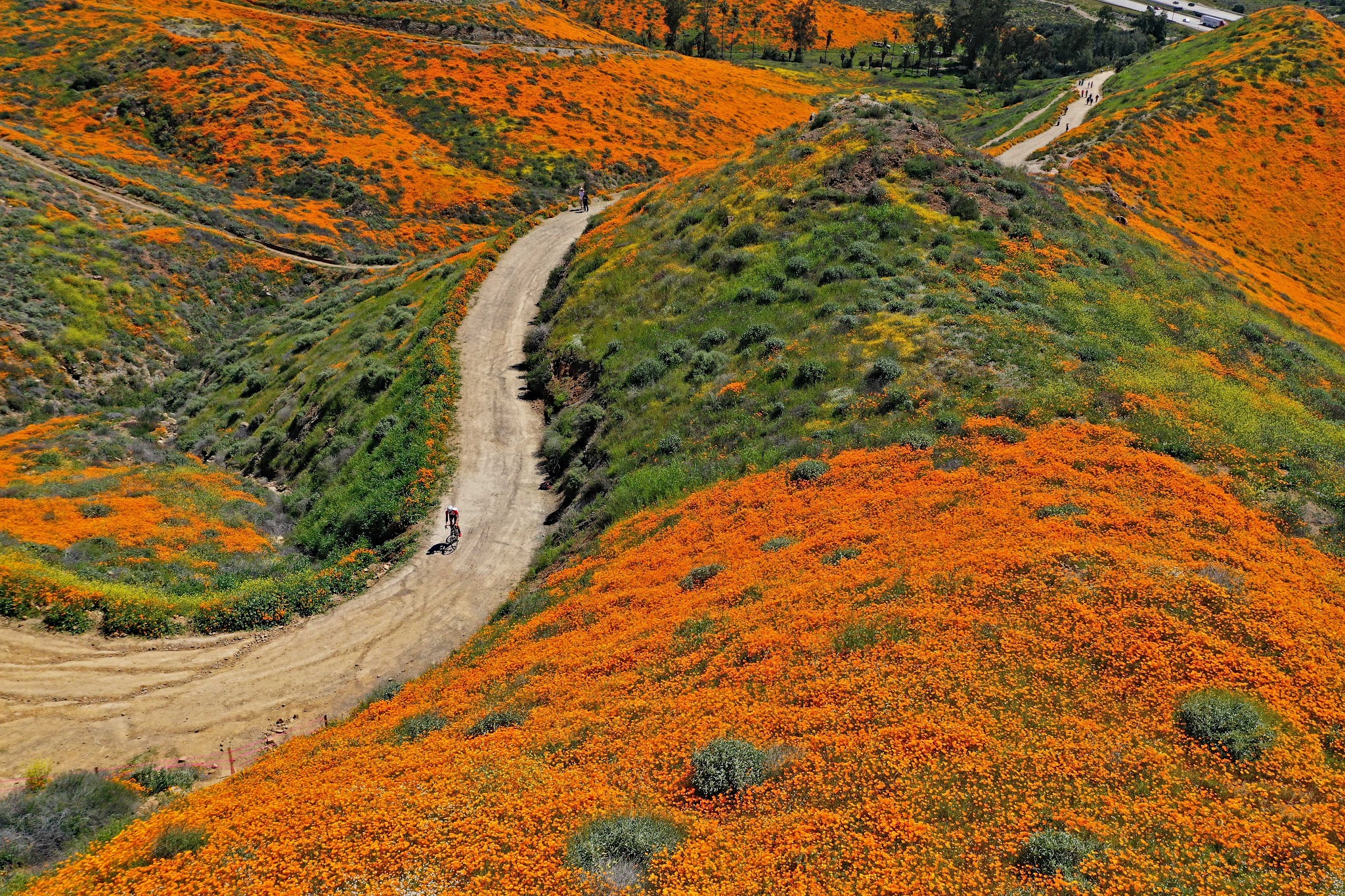 Cycling Southern California - Hilltop Drive as seen during the superbloom of California poppies
