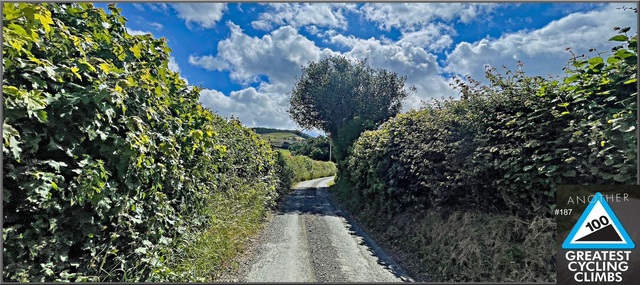 narrow roadway lined on both sides with tall ivy hedges