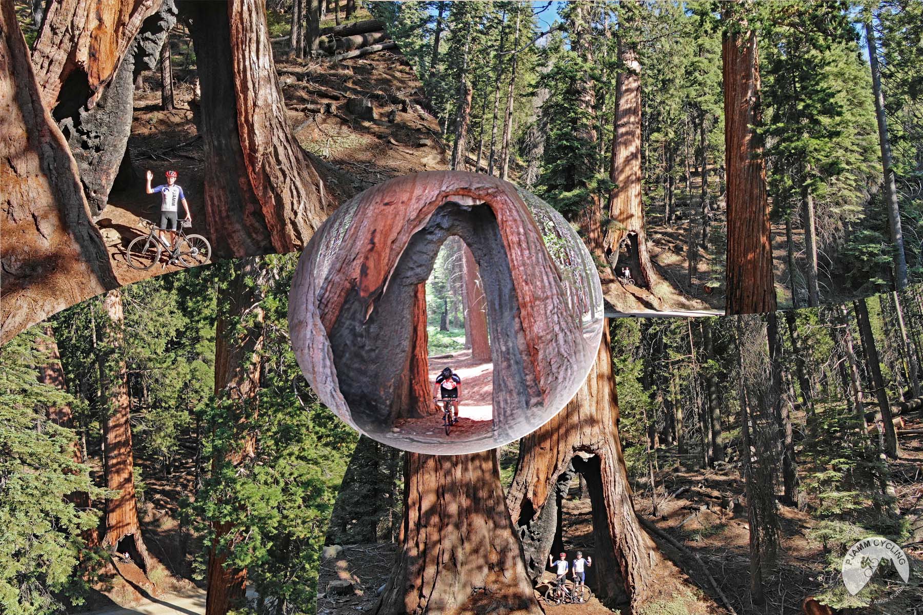 Cycling Top 10 California Bike Climbs - Whitaker Forest - cyclist riding bike through tree