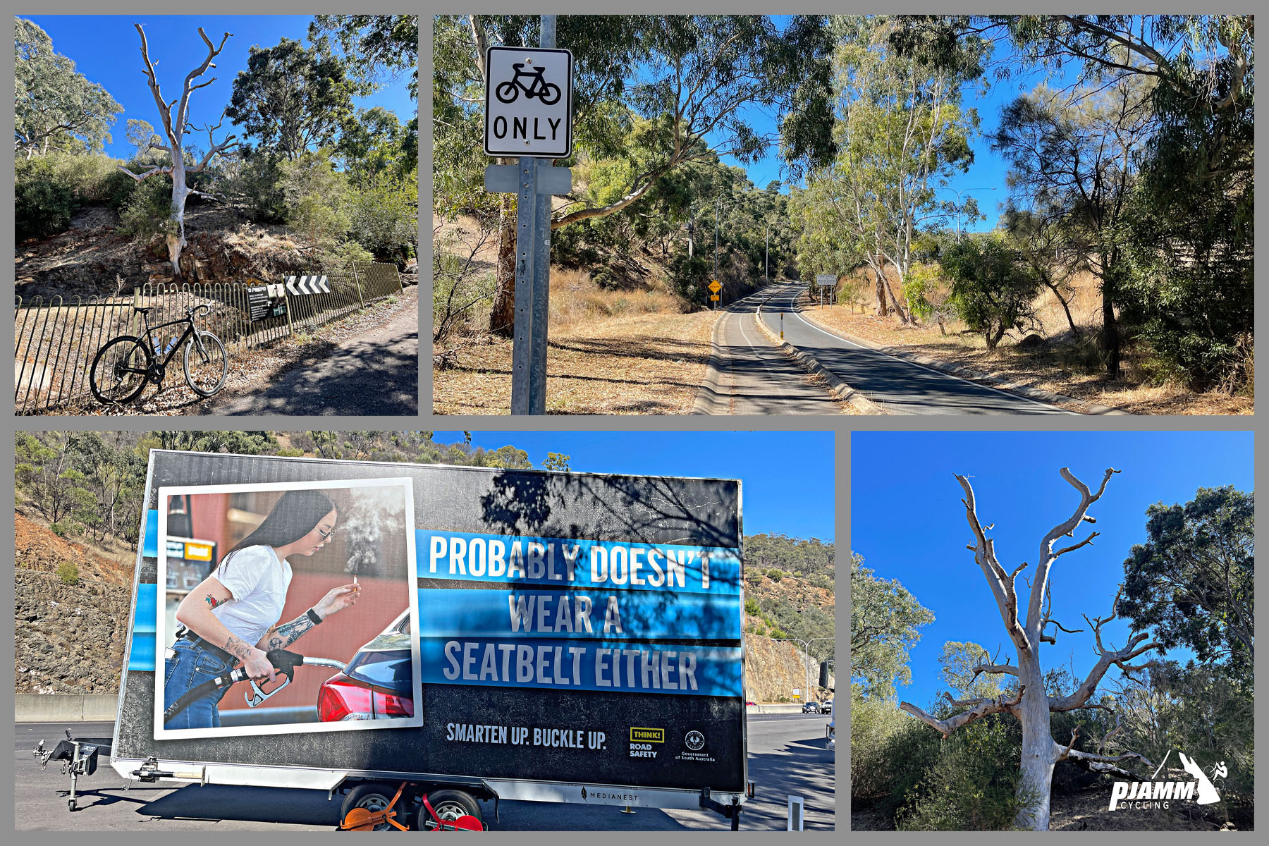 photo collage shows large billboard reading "Probably Doesn't Wear a Seatbelt Either"; sign for bike only on pathway; large white tree, tree-lined roadway