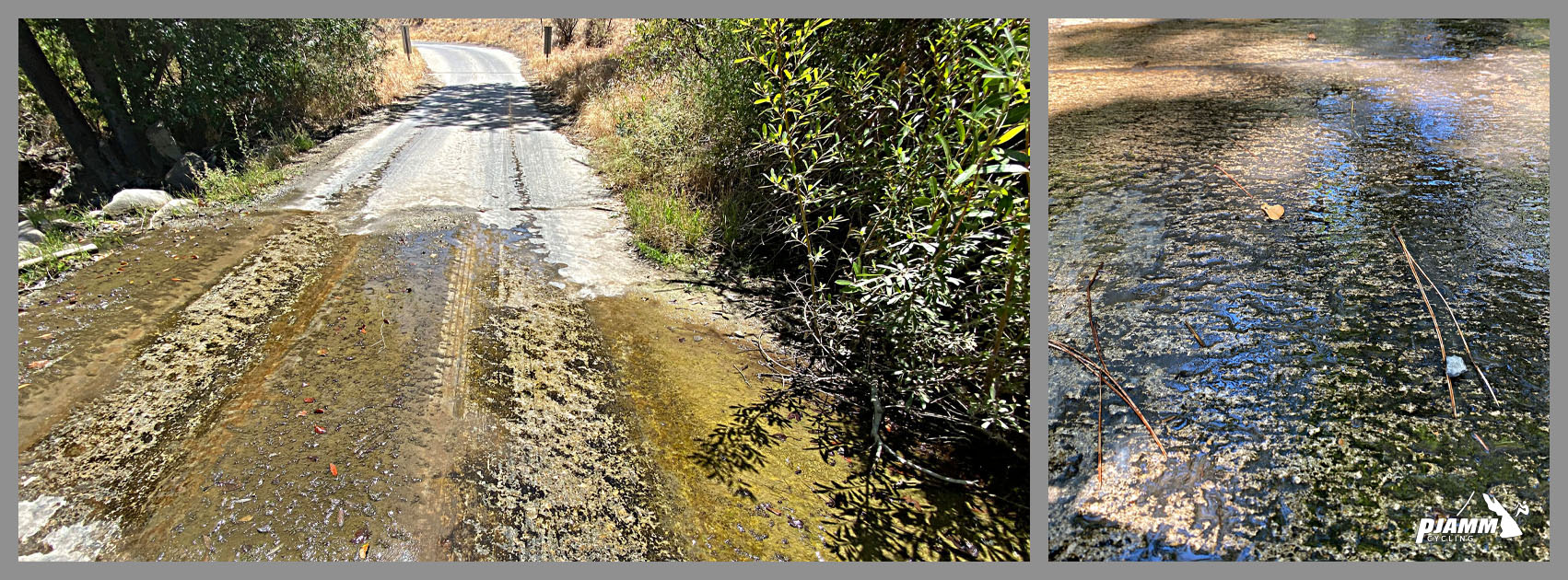 wet pavement with moss growing on it across the roadway