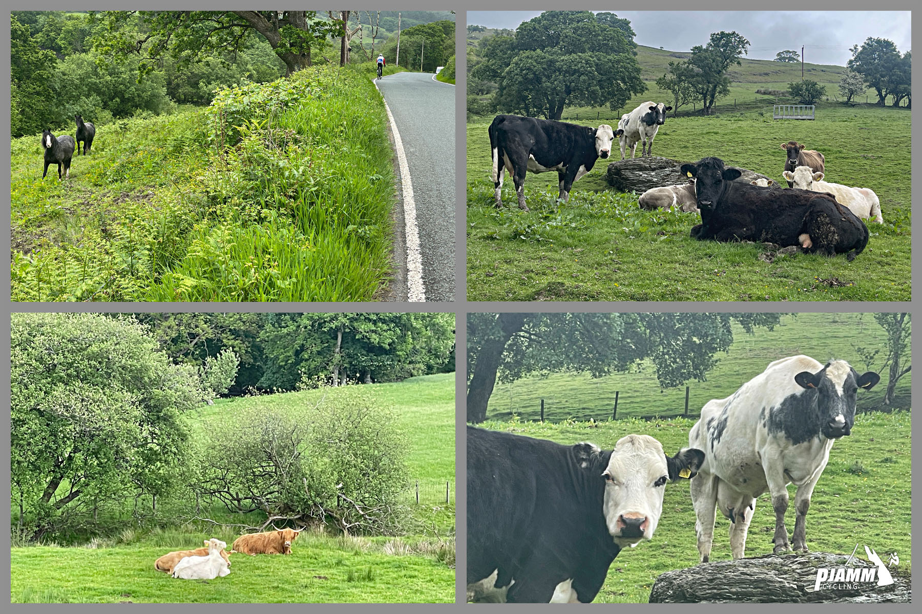 Cycling Migneint Pass, Wales various cows graze in pastures along roadside