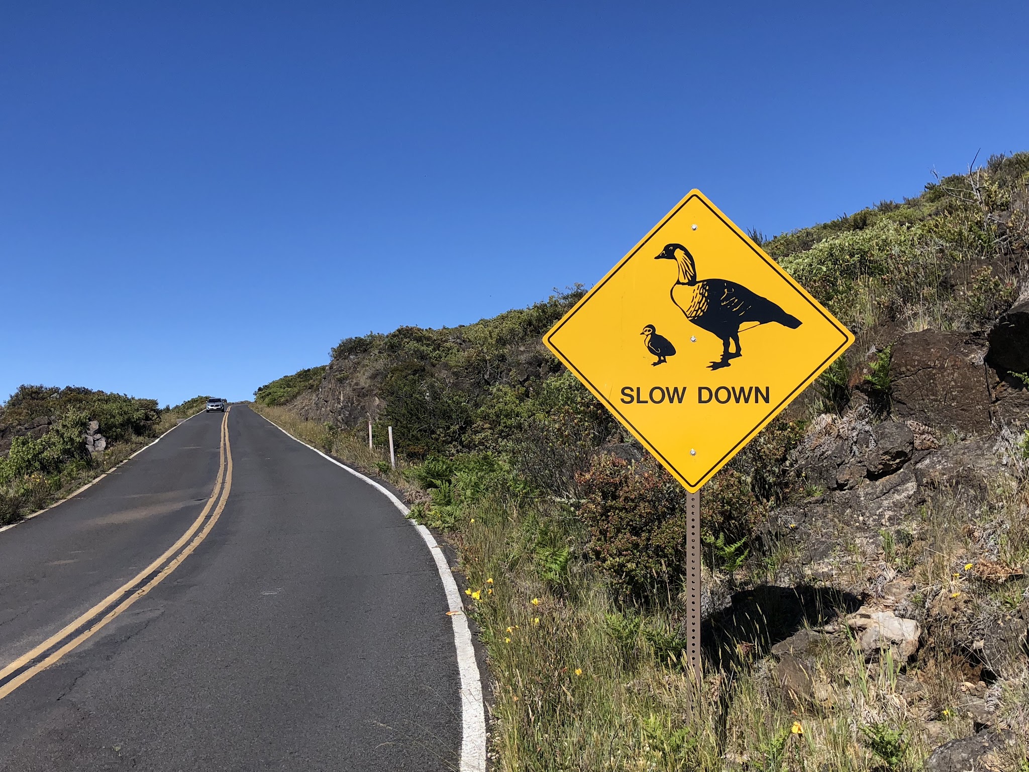 One of the Hardest bike climbs in the US and world - Haleakala Volcano - nene crossing sign and roadway
