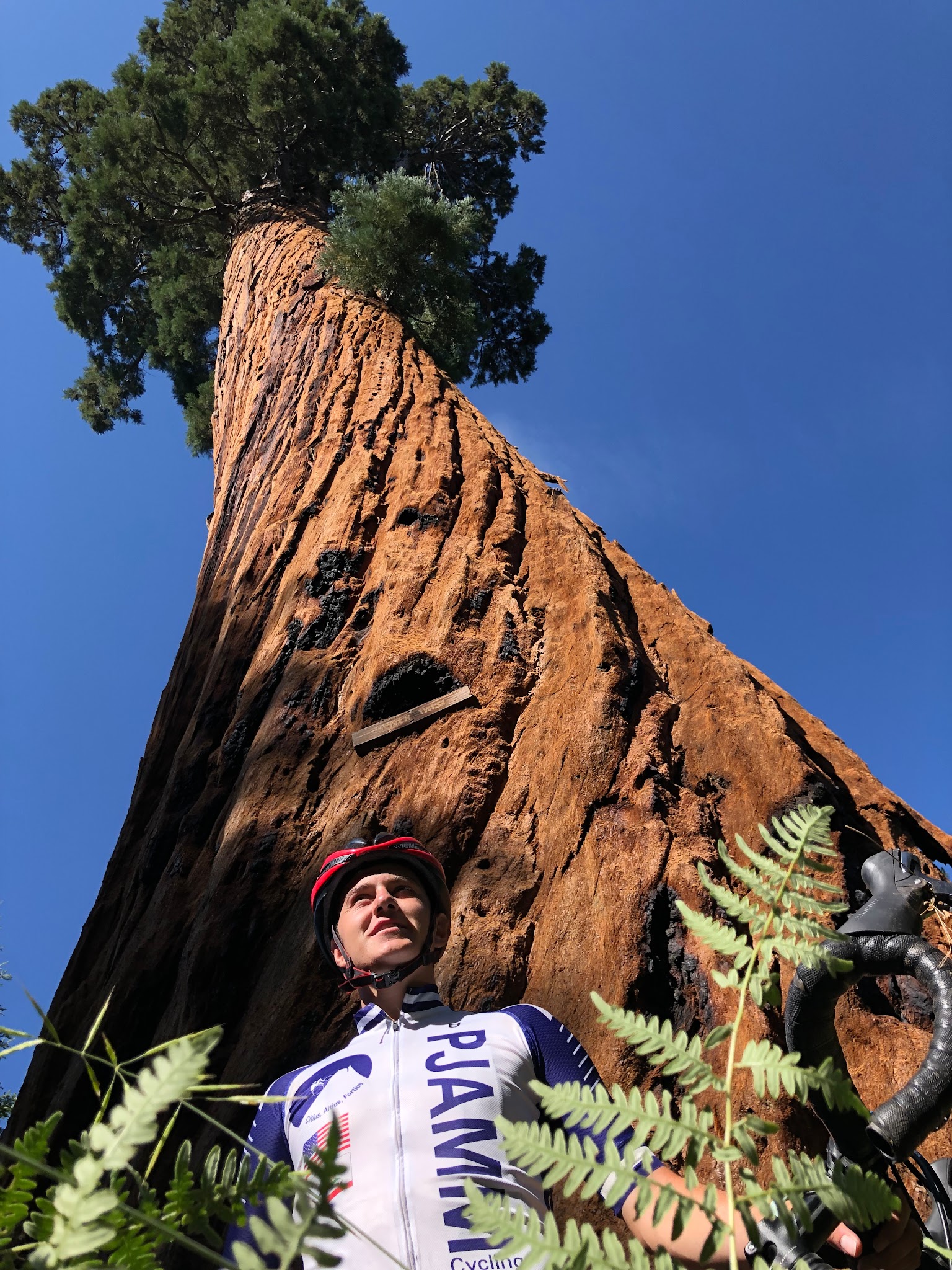 Cycling Bear Creek Road - PJAMM cyclist at Oliver Twist Giant Sequoia tree