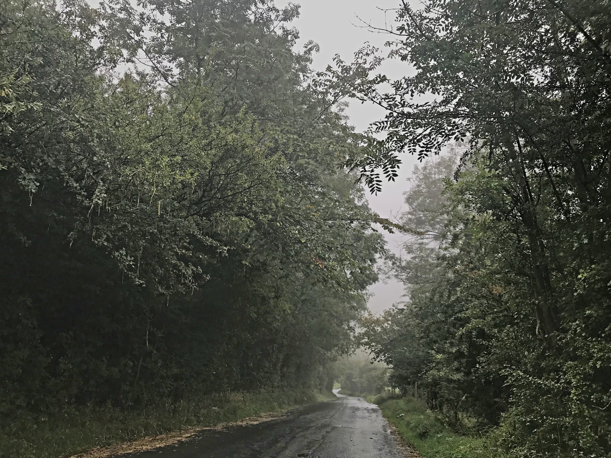 Cycling Boltby Bank, North Yorkshire, England - one-lane, rainy roadway surrounded by dense forestation
