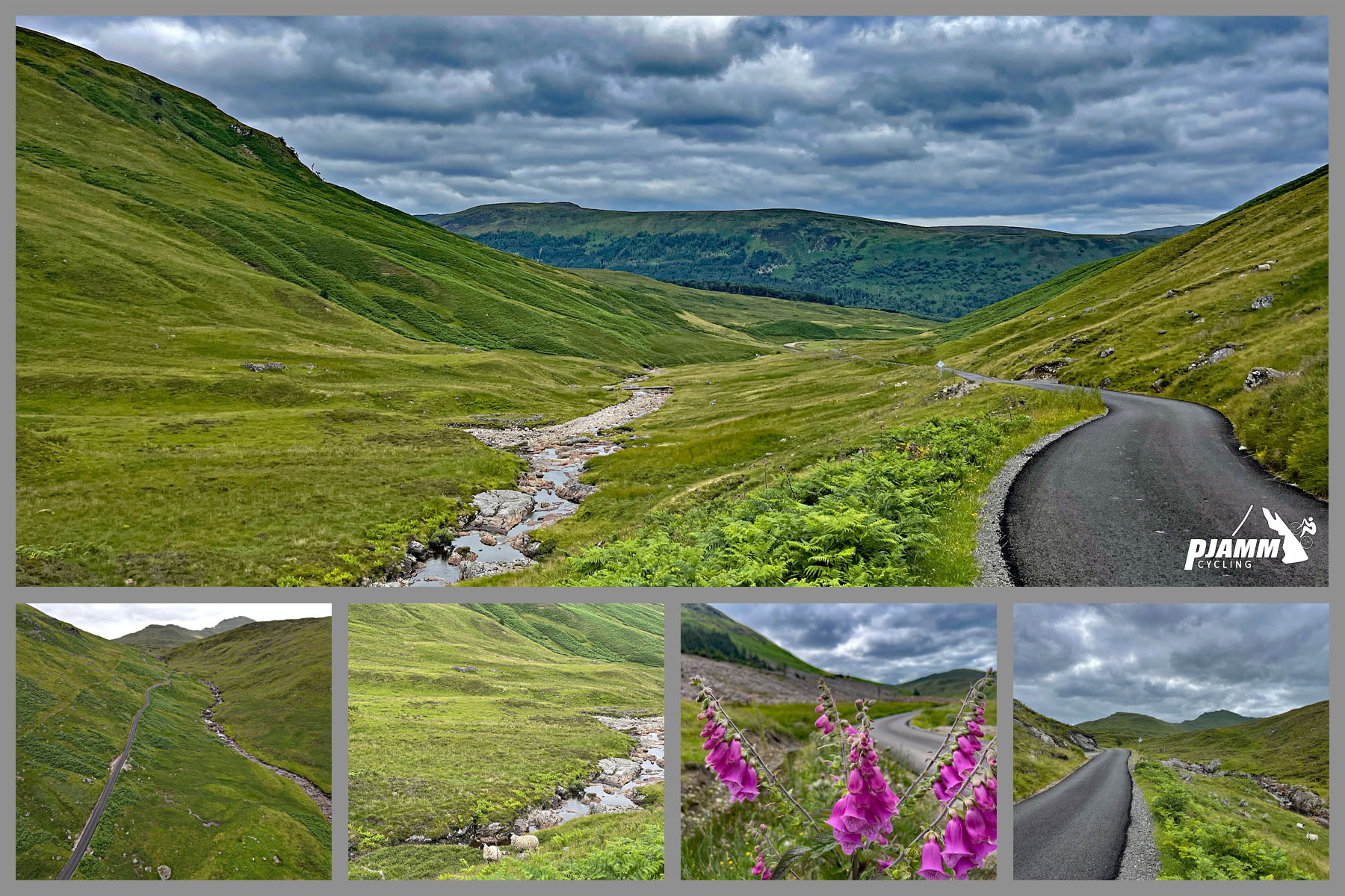 photo collage shows gorgeous green pastureland, bright pink foxglove flowers