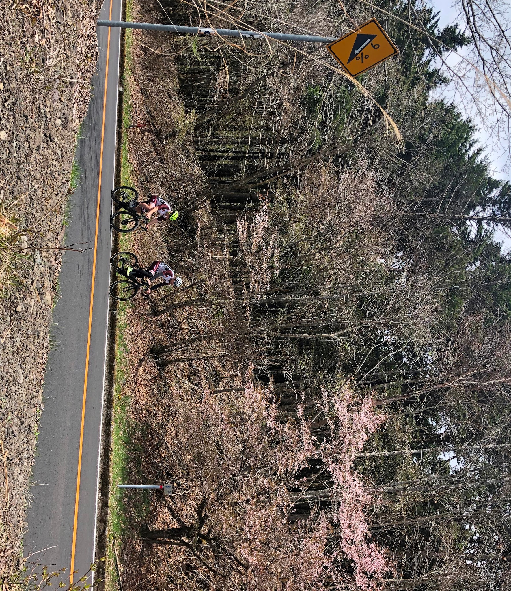 Climbing Mt. Fuji - Fujinomiya Line by bike - 2 cyclist on bikes on road riding past cherry blossoms