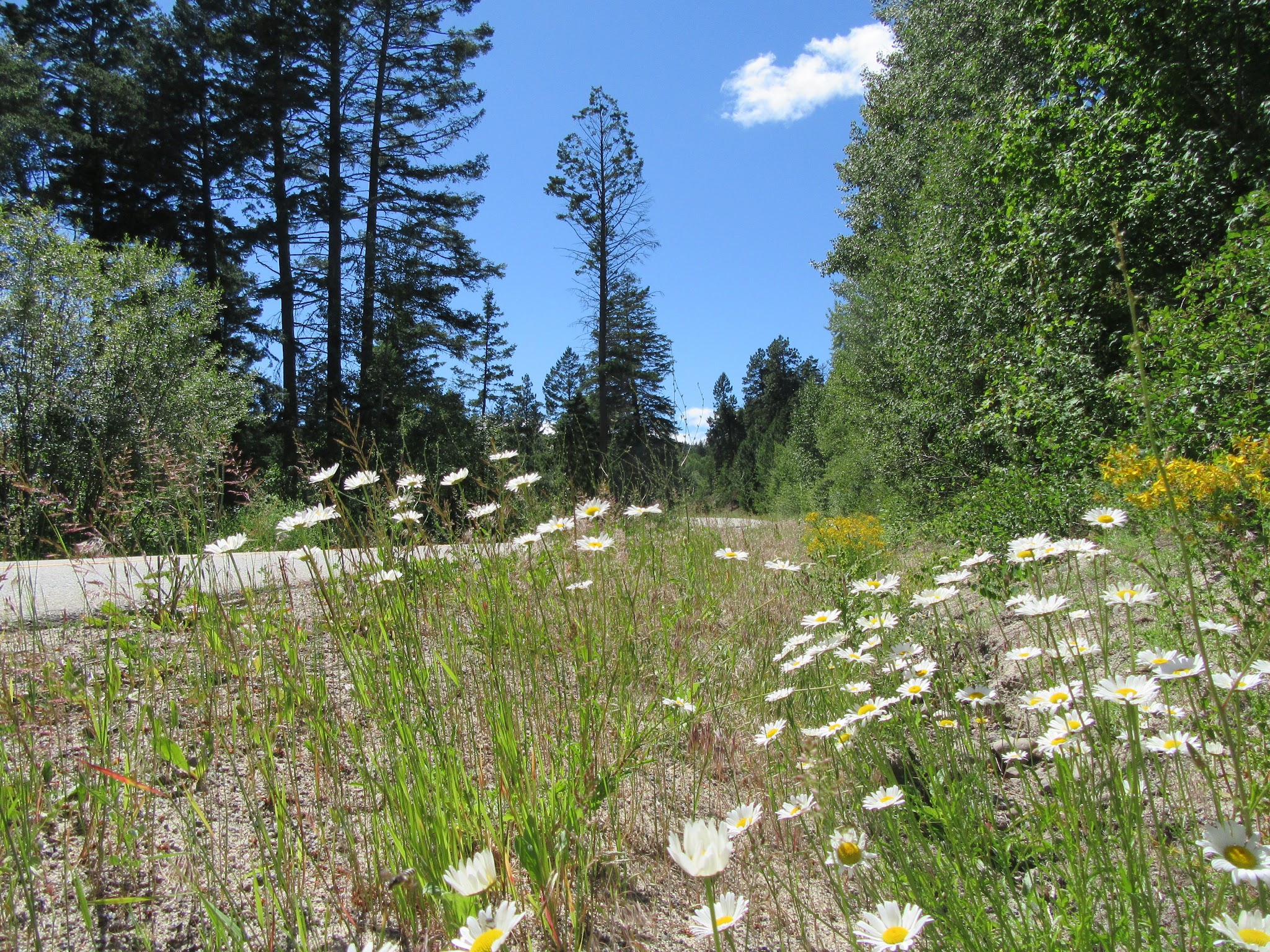 Bicycle ride Crystal Avenue - flowers along roadway