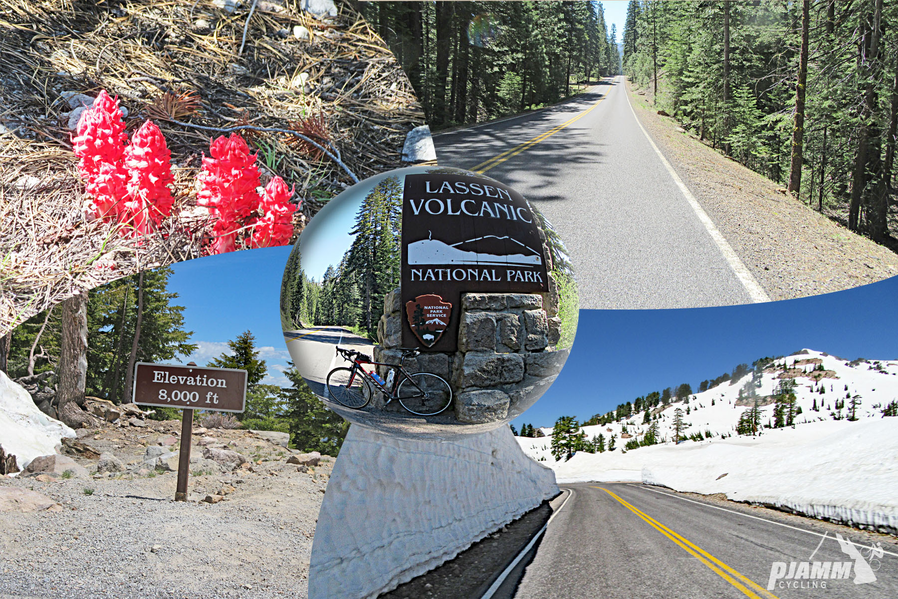 Cycling Mt. Lassen North, California - photo collage, PJAMM Cycling logo in corner, red fungus growing out of pine needle covered ground, elevation sign reading 8,000 feet, bike parked in front of NPS sign for Lassen Volcanic National Park, two-lane highway with high snow walls on either side, two-lane highway on sunny day surrounded by pine trees
