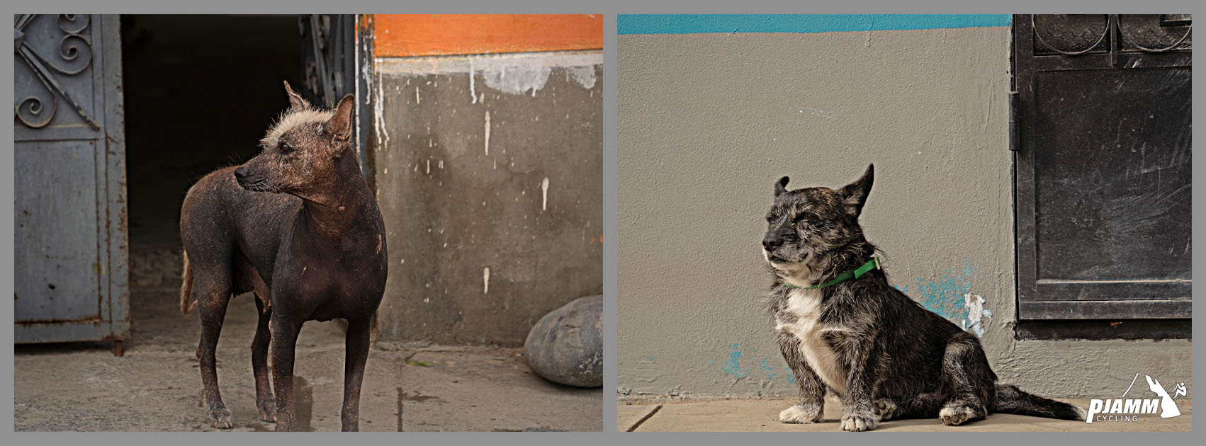 two photos of small dogs, one a hairless, mangy dog, and the other a small brindled dog with a green collar