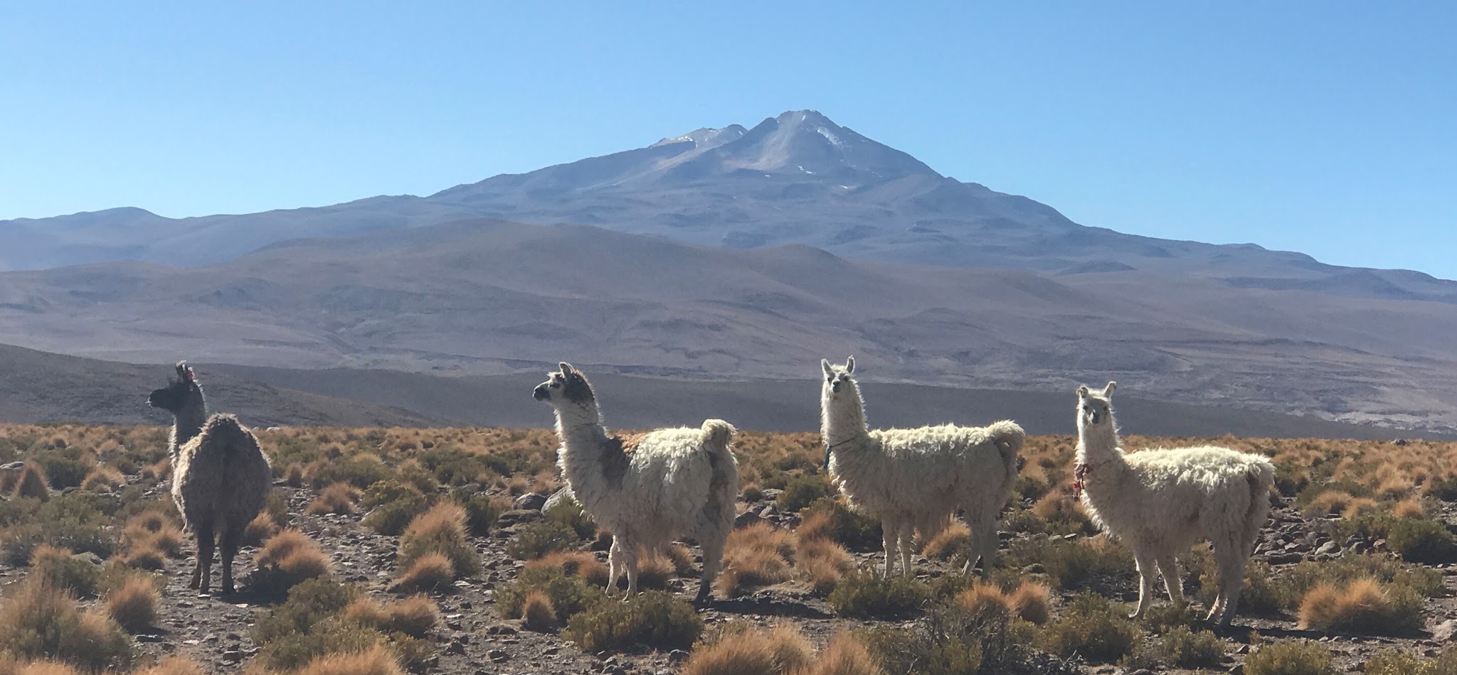 Cycling Highest bike climbs in the world - Uturuncu Mountain, llamas