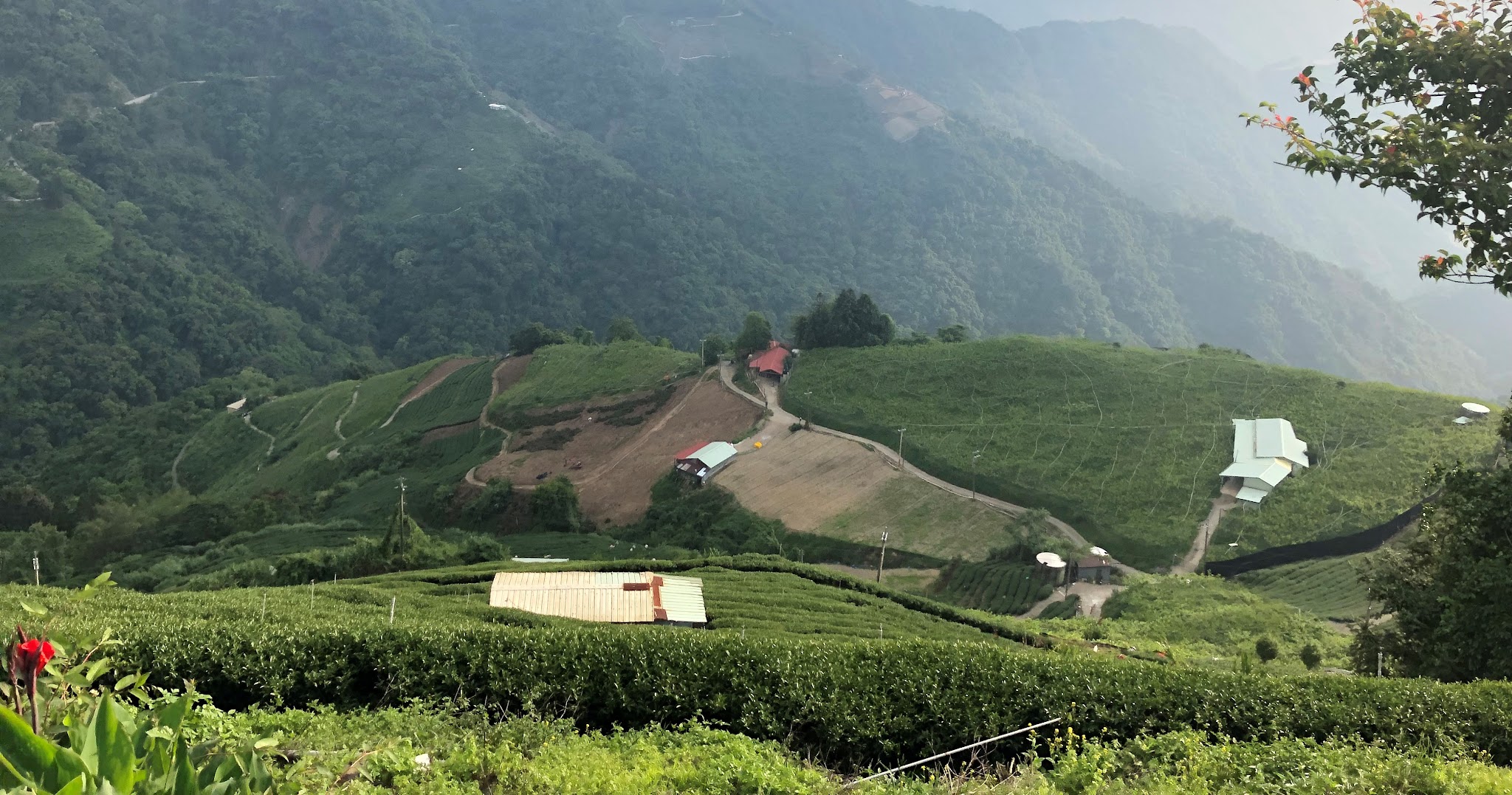 Cycling Wuling Pass North - tea fields