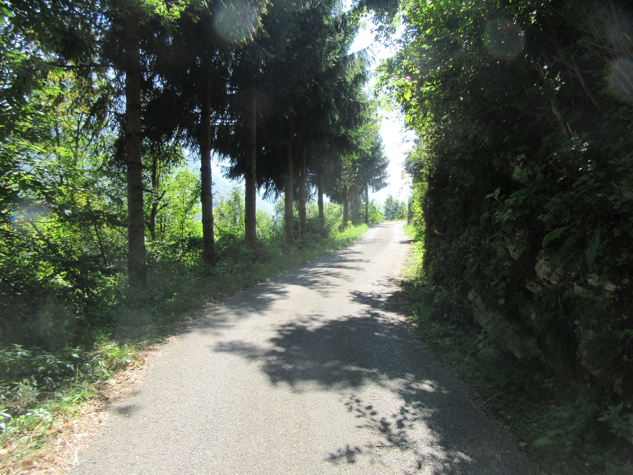 Biking Monte Grappa from Seren - road surrounded by trees