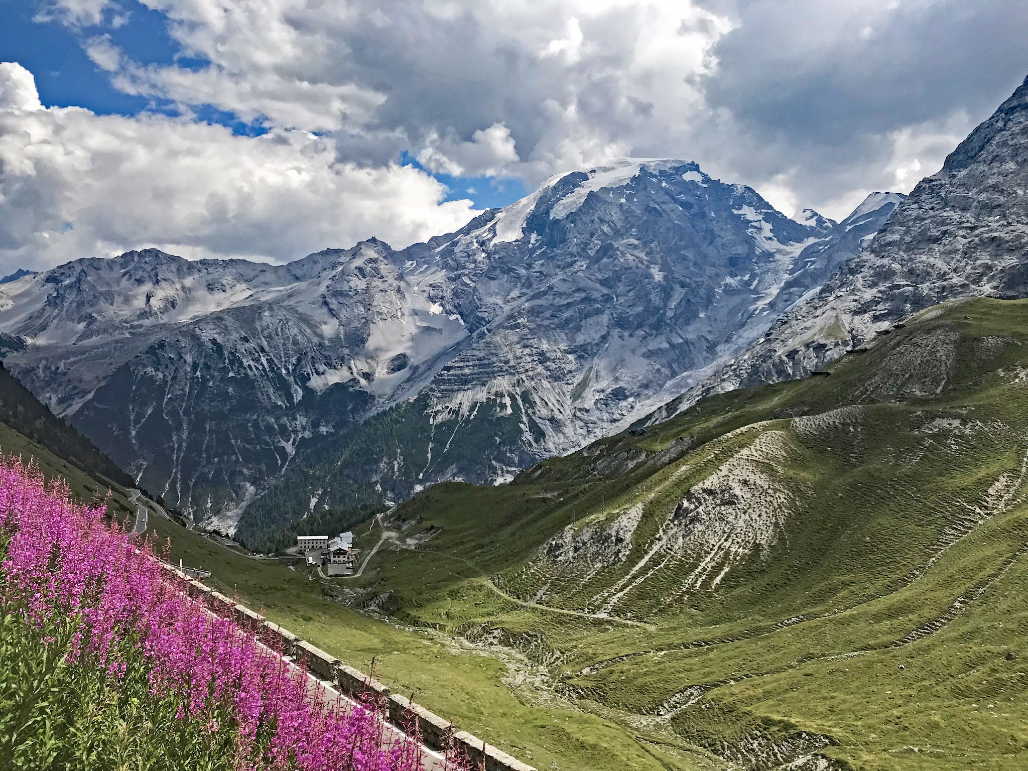 Gorgeous views of bright pink wildflowers along the hillside looking out over sweeping mountainous views