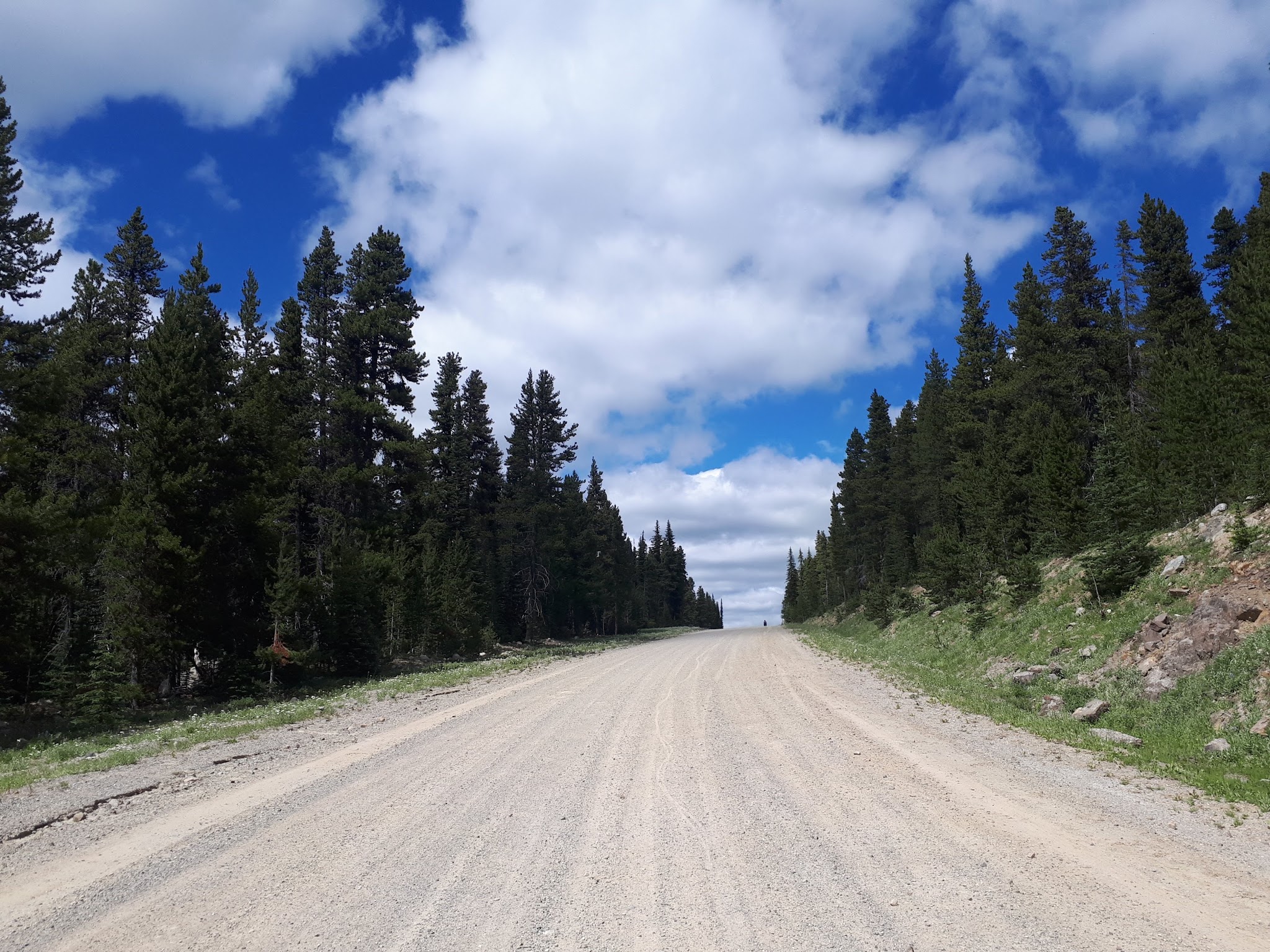 Bicycle ride Hedley to Apex, gravel road border by pine trees