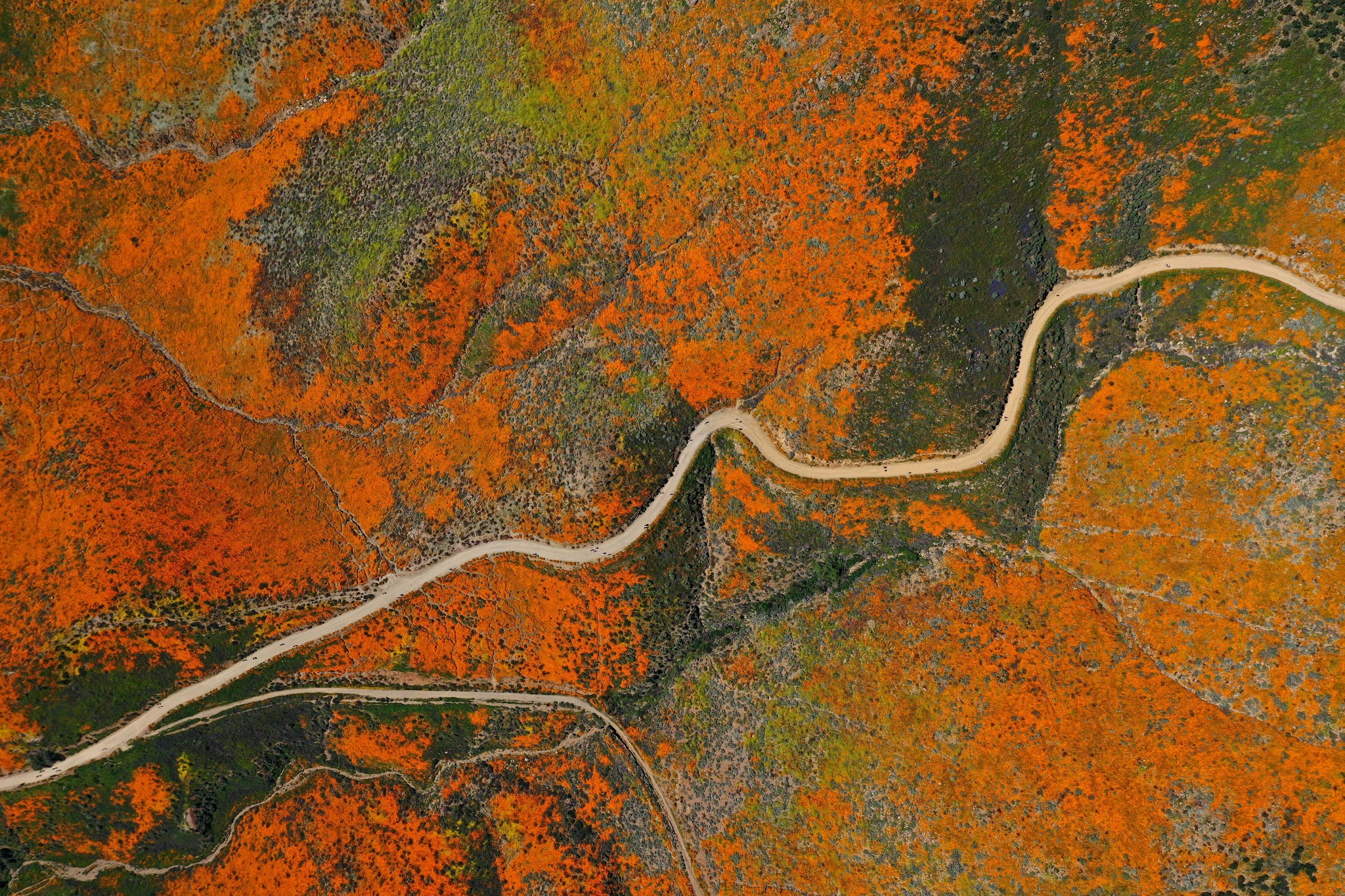 Cycling the Super Bloom - Lake Elsinore - aerial drone photo of road and poppy bloom