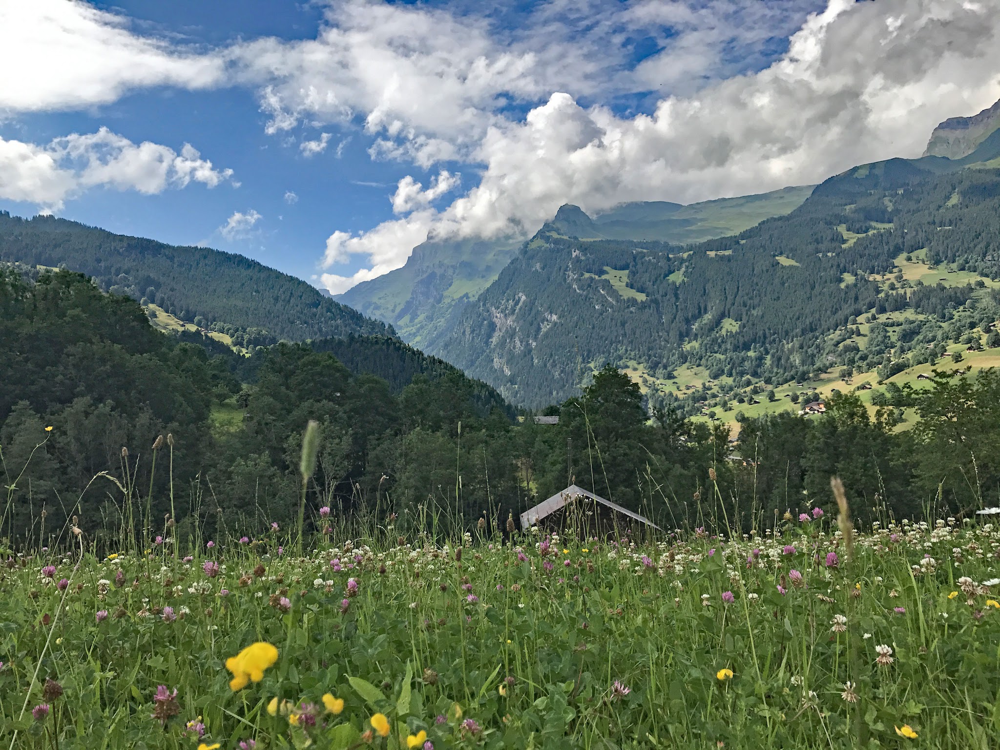 Biking Mannlichen - Cycling the prettiest bike climbs in the world - road bordered by trees with mountain in background. 