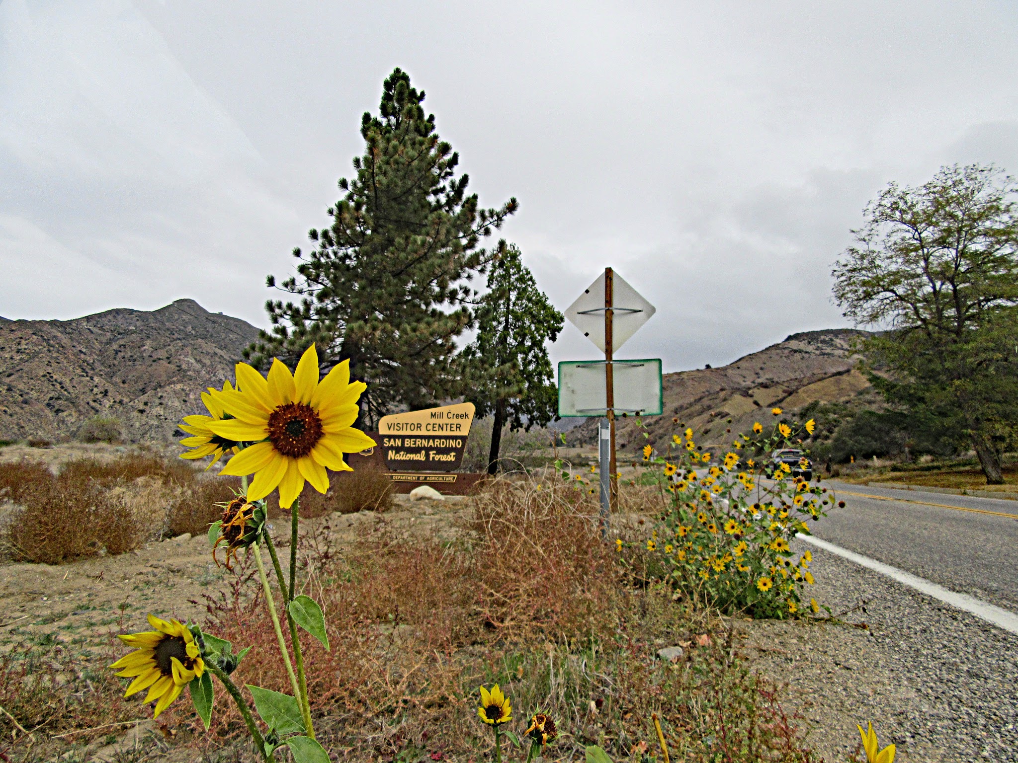 Start of Onyx Summit climb by bike - flower and National Forest sign.
