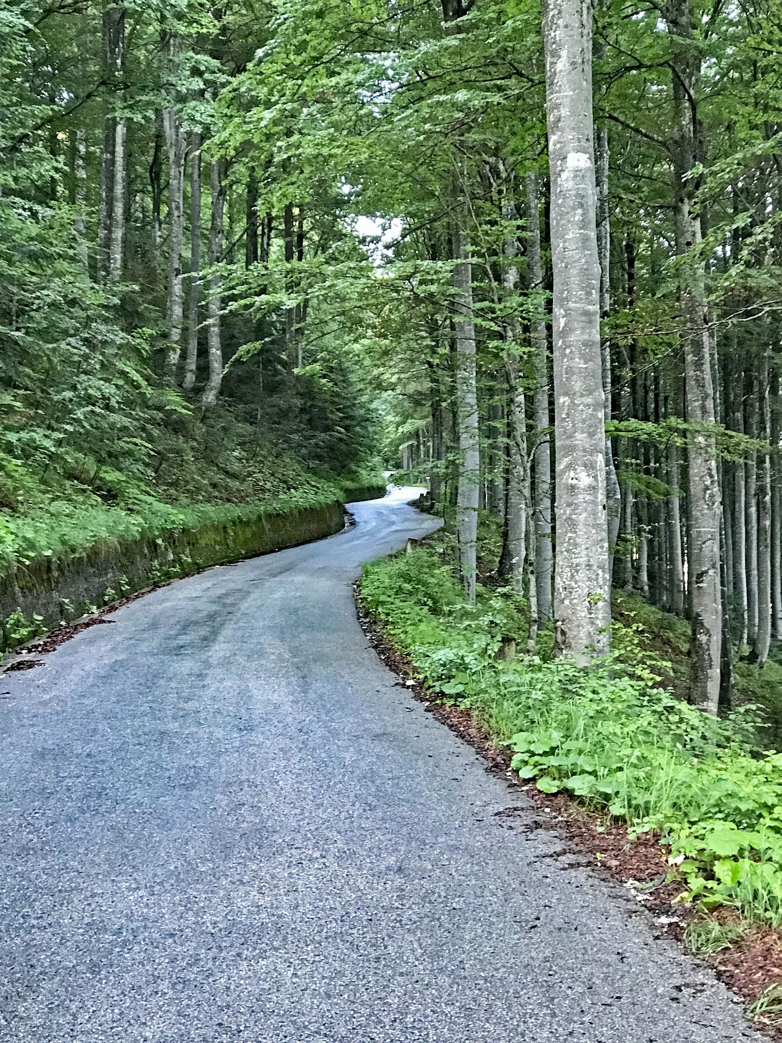 Bicycle climb The most scenic bicycle climbs in the world - Vzpon na Mangart - road bordered by forest