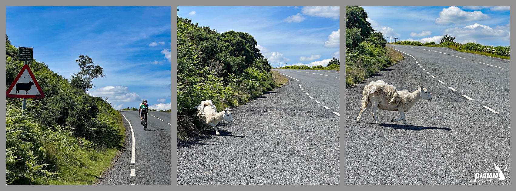 photo collage shows sheep crossing the road, road sign warning of sheep crossing