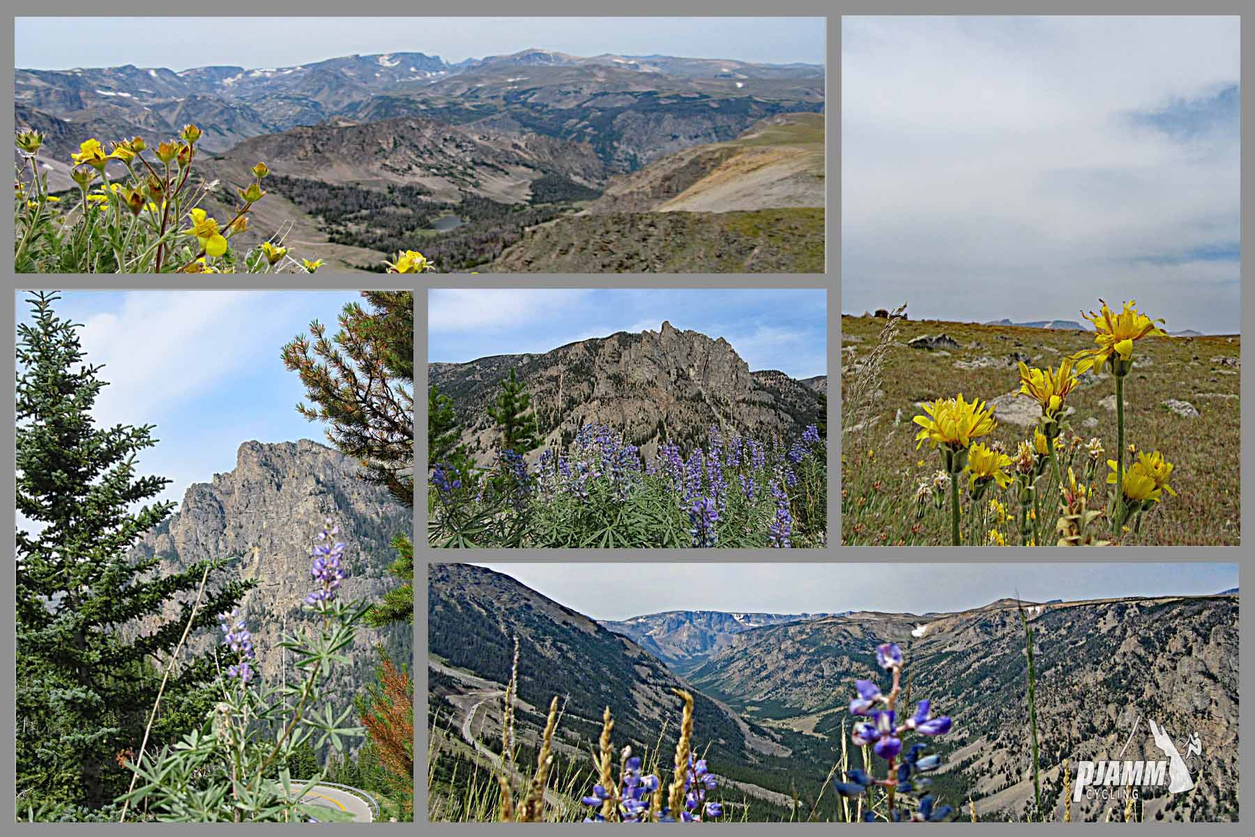 Cycling Beartooth Pass North, Montana - wildflowers along the route