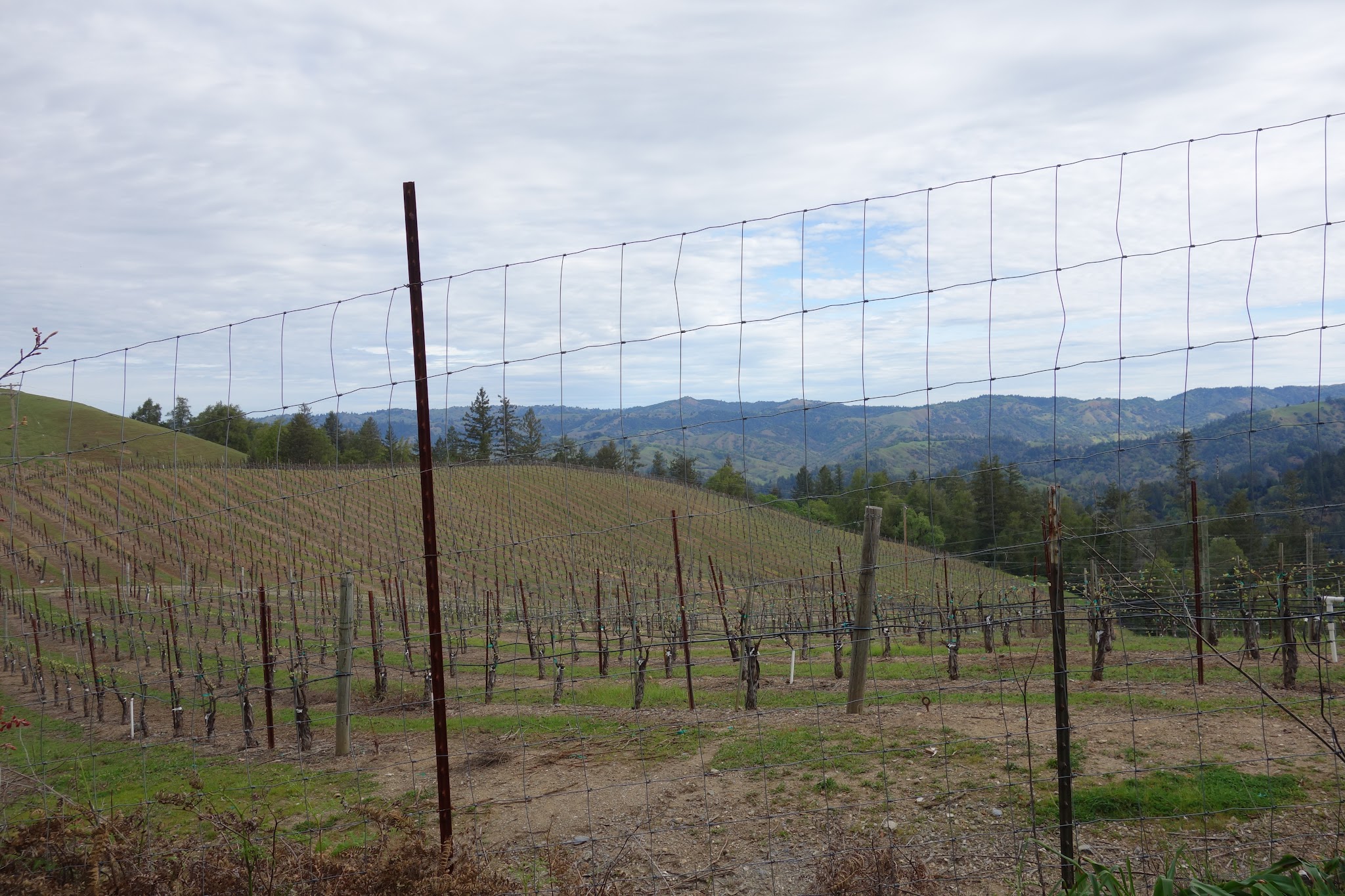 Climb by bike King Ridge Road - vineyards and lake