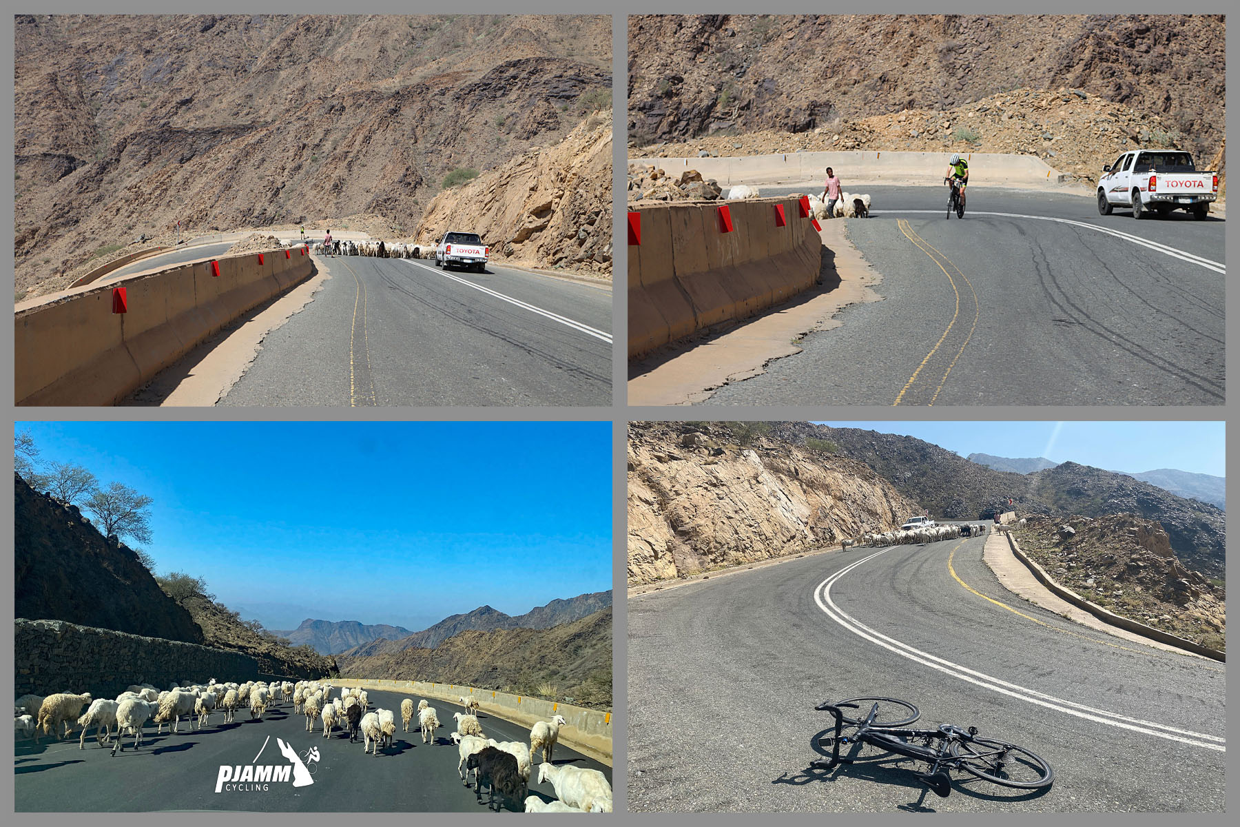 Cycling Beth-rah Pass, Asir Mountains, Saudi Arabia - photo collage, road blocked and traffic stopped for sherd of goats crossing roadway, bike parked in center of hairpin turn, two lanes of traffic, PJAMM Cycling logo in corner