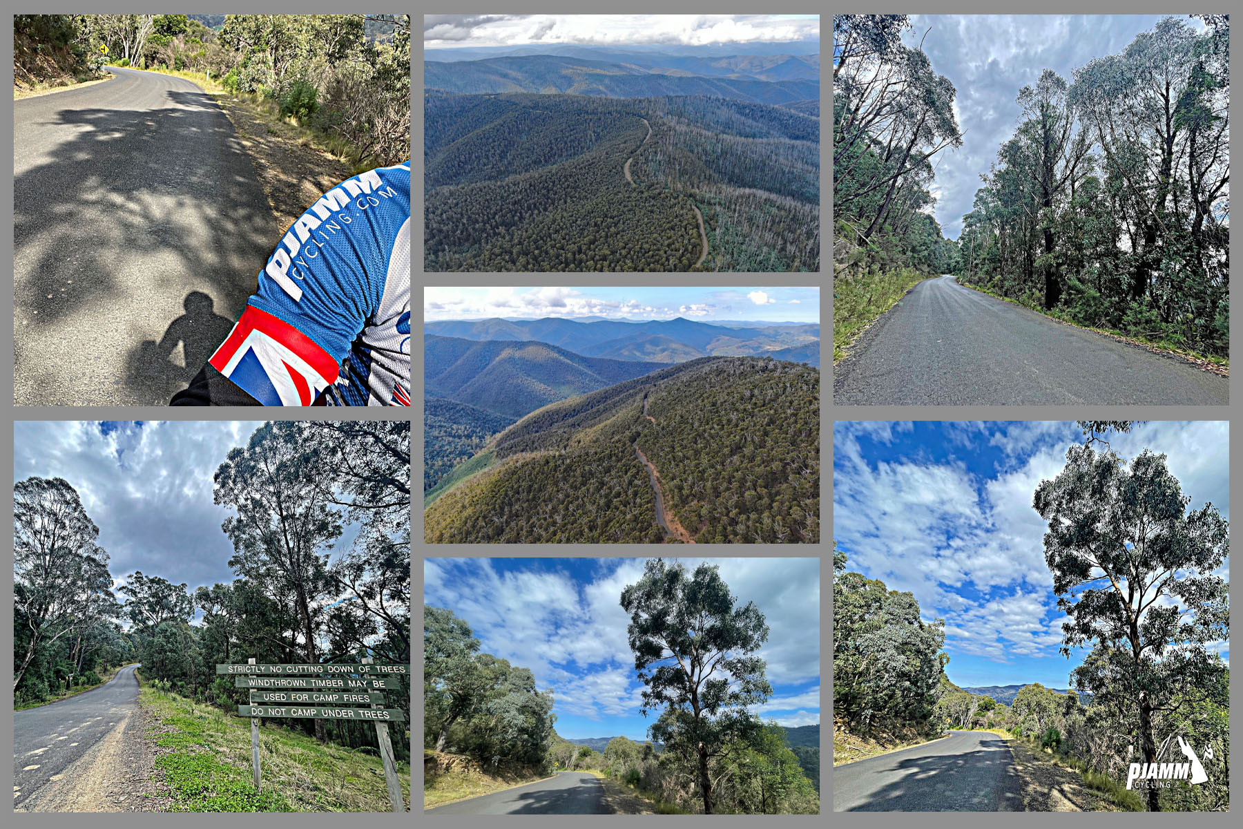 views along the Dargo climb, including dense forestation, tall eucalyptus trees