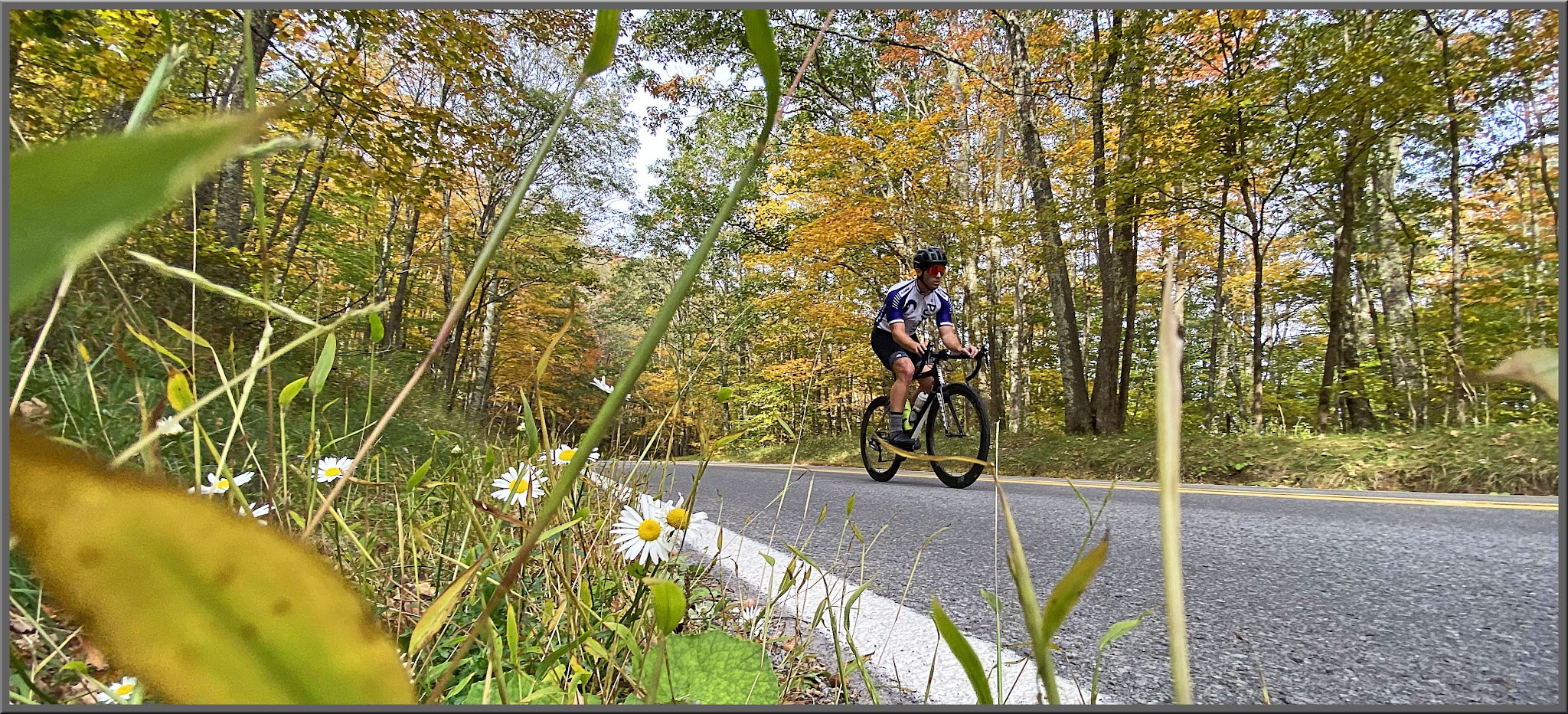 Cycling Snowshoe Drive East - cyclist on roadway lined with fall foliage and daisies