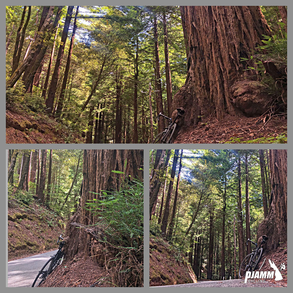 Cycling Tunitas Creek Road - bike leaning against base of huge redwood tree, surrounded by other tall and thinner redwood trees
