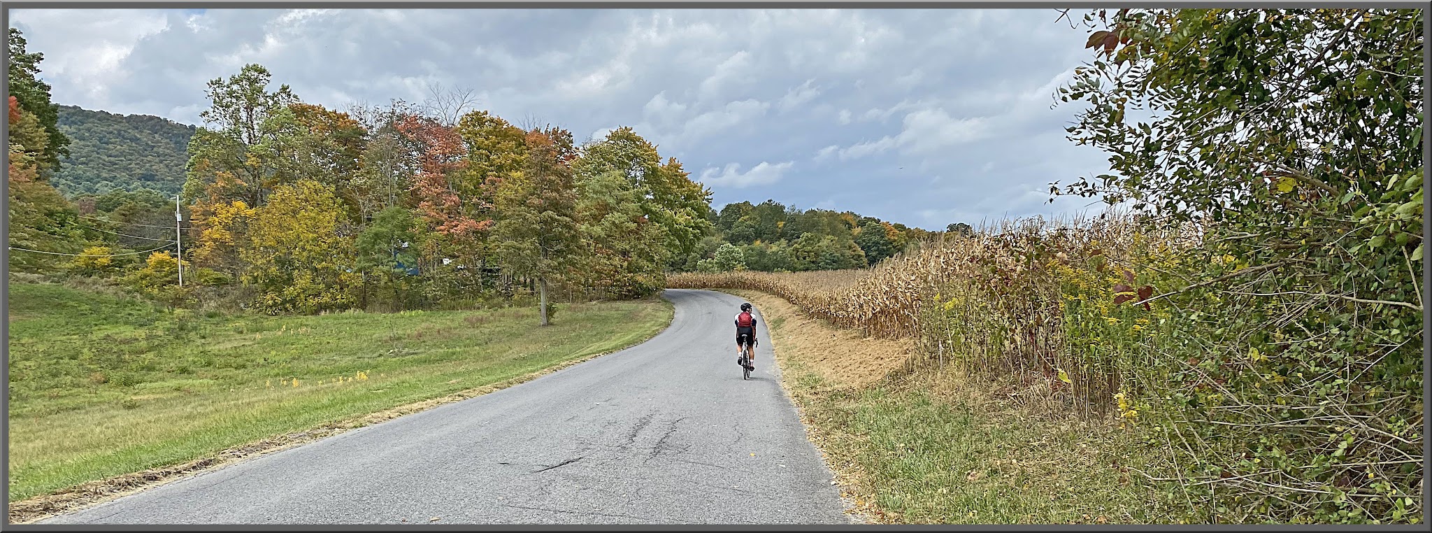 cyclist riding on one-lane scenic country road surrounded by green fields and trees