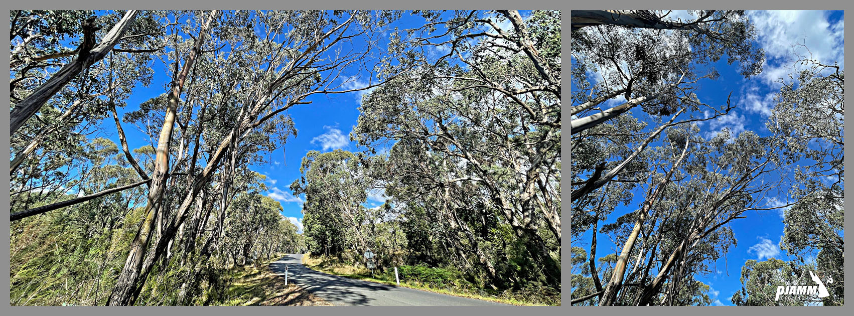 eucalyptus-lined roadway