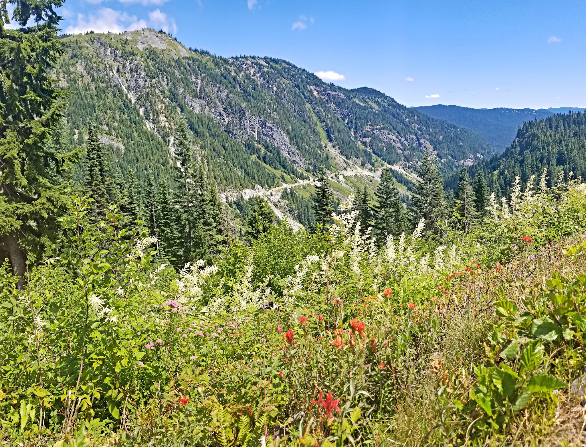 Cycling Mt. Rainier, Stevens Canyon, Washington - gorgeous red widlflowers and green grasses growing along hillside overlooking evergreen-covered mountainsides in distance