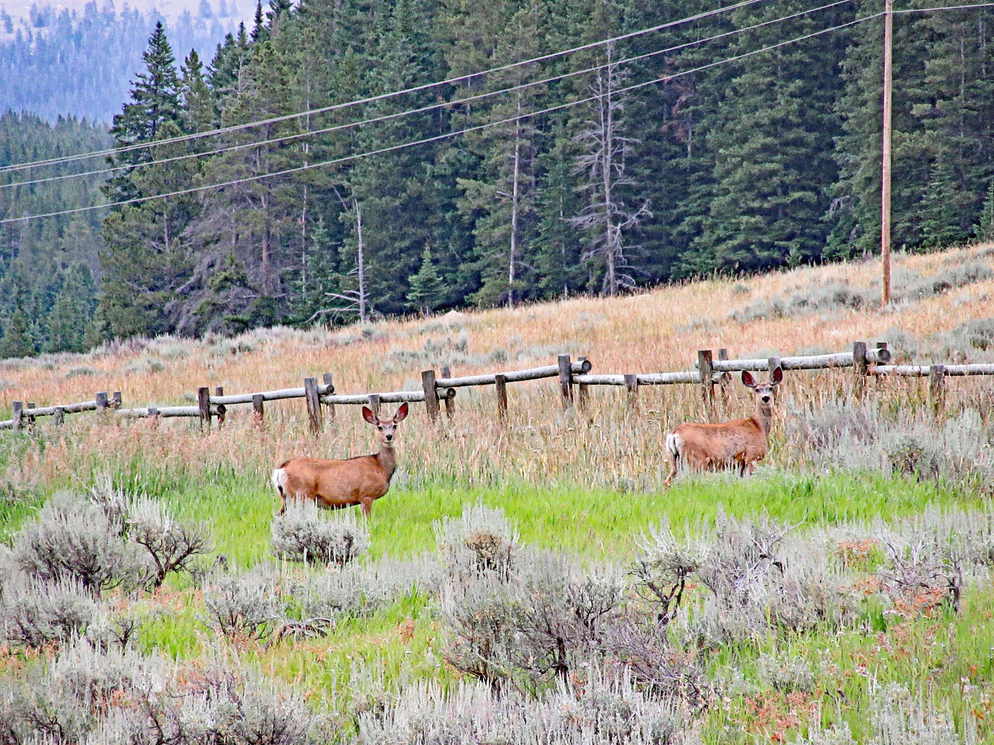 Cycling Granite Pass West (Highway 14), Wyoming Cycling Granite Pass West (Highway 14), Wyoming - two deer take a break from grazing in a field to stare at cameraman