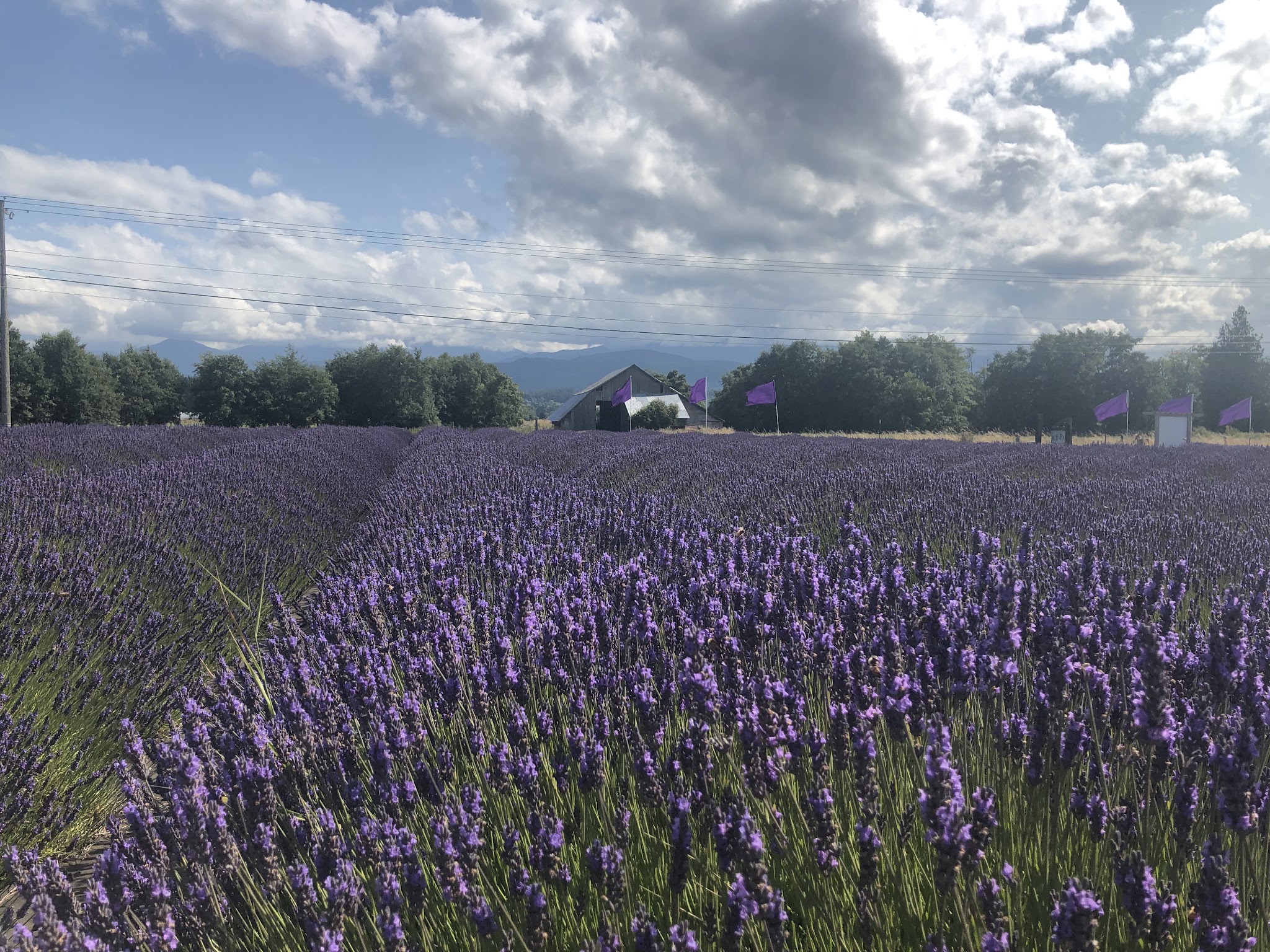 Cycling Hurricane Ridge - Lavender Farm