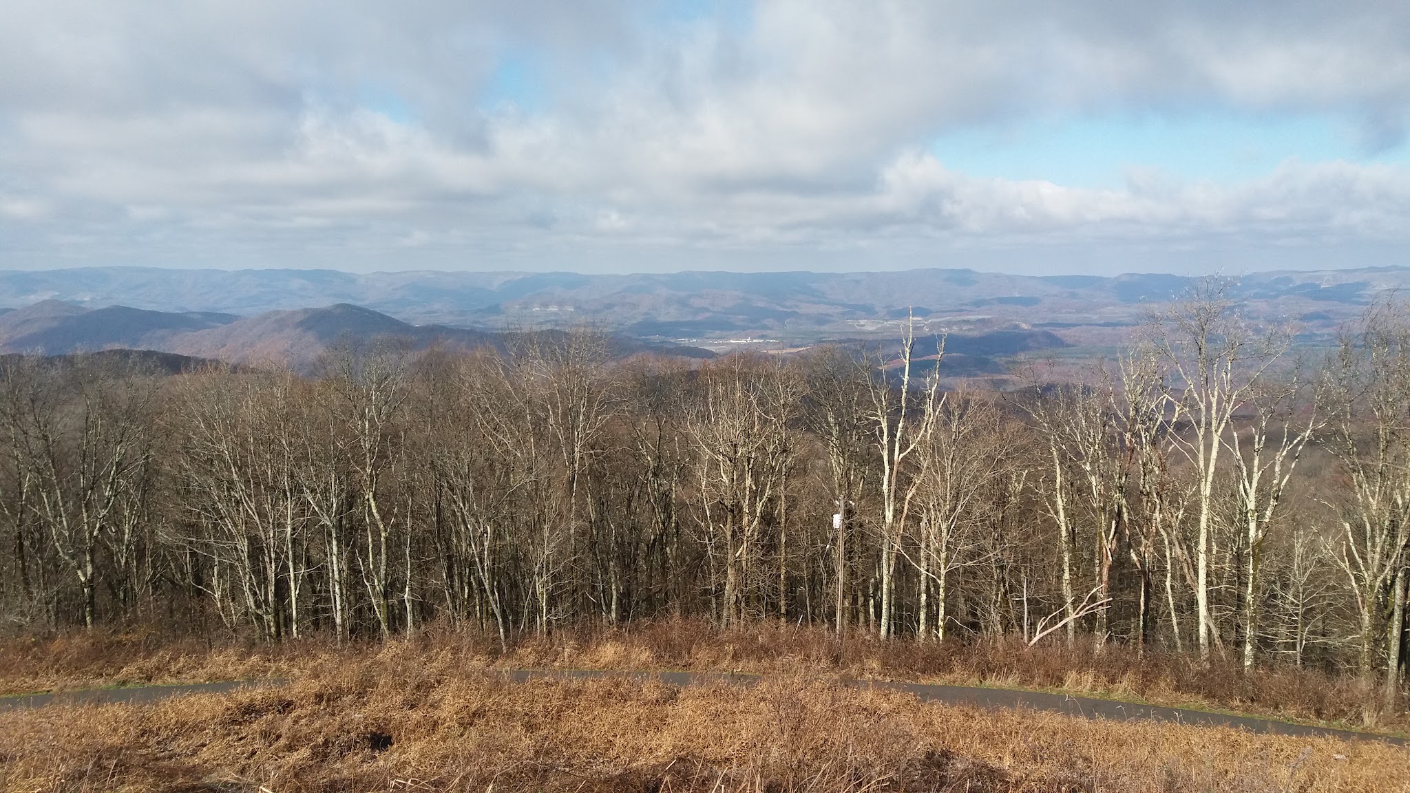 aerial view of twiggy, leafless trees and hillside
