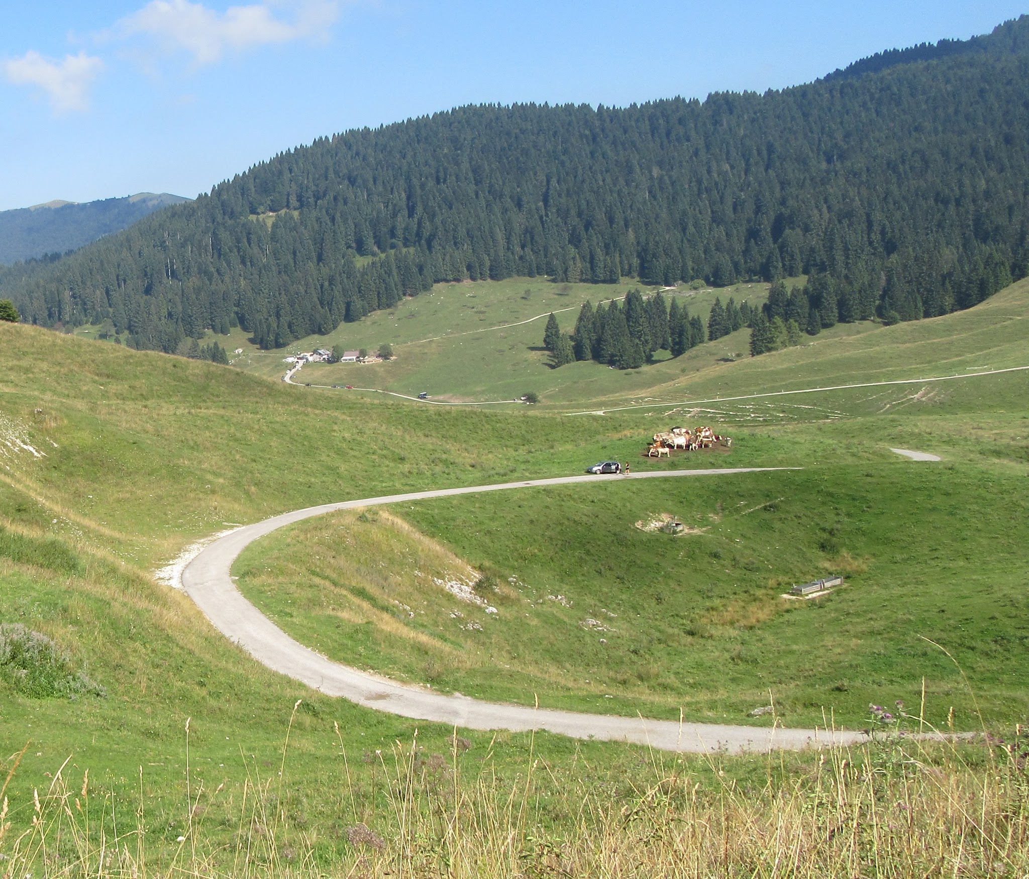 Cycling Monte Grappa from Seren - field, cows,