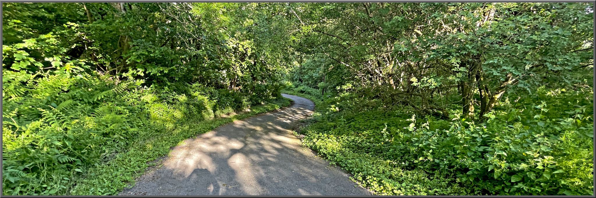 narrow, one-lane roadway surrounded by dense, lush green forestation