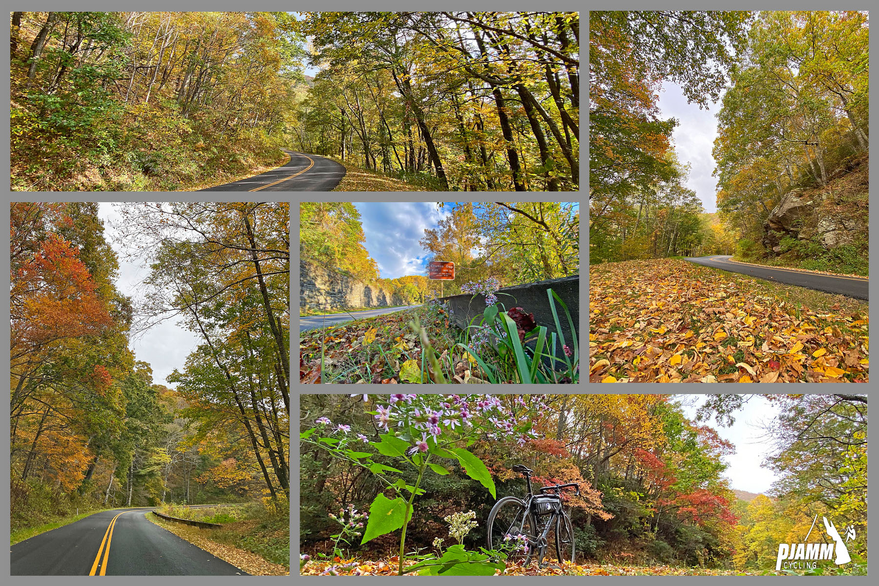 Cycling Blue Ridge Parkway to Craggy Gardens - bright fall foliage on dense trees, thick forestation, pristine stretches of two-lane roadway surrounded by fall foliage, ground covered with orange leaves, BRP, PJAMM Cycling logo in corner