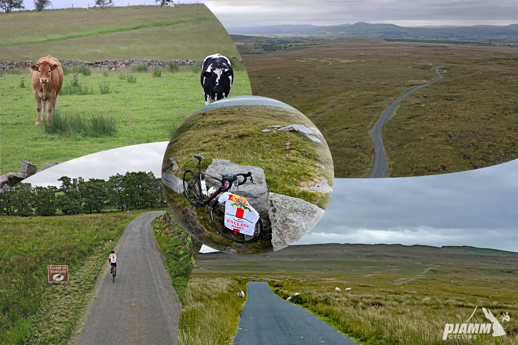 Cycling Bowland Knotts, England photo collage, pastureland, cows grazing