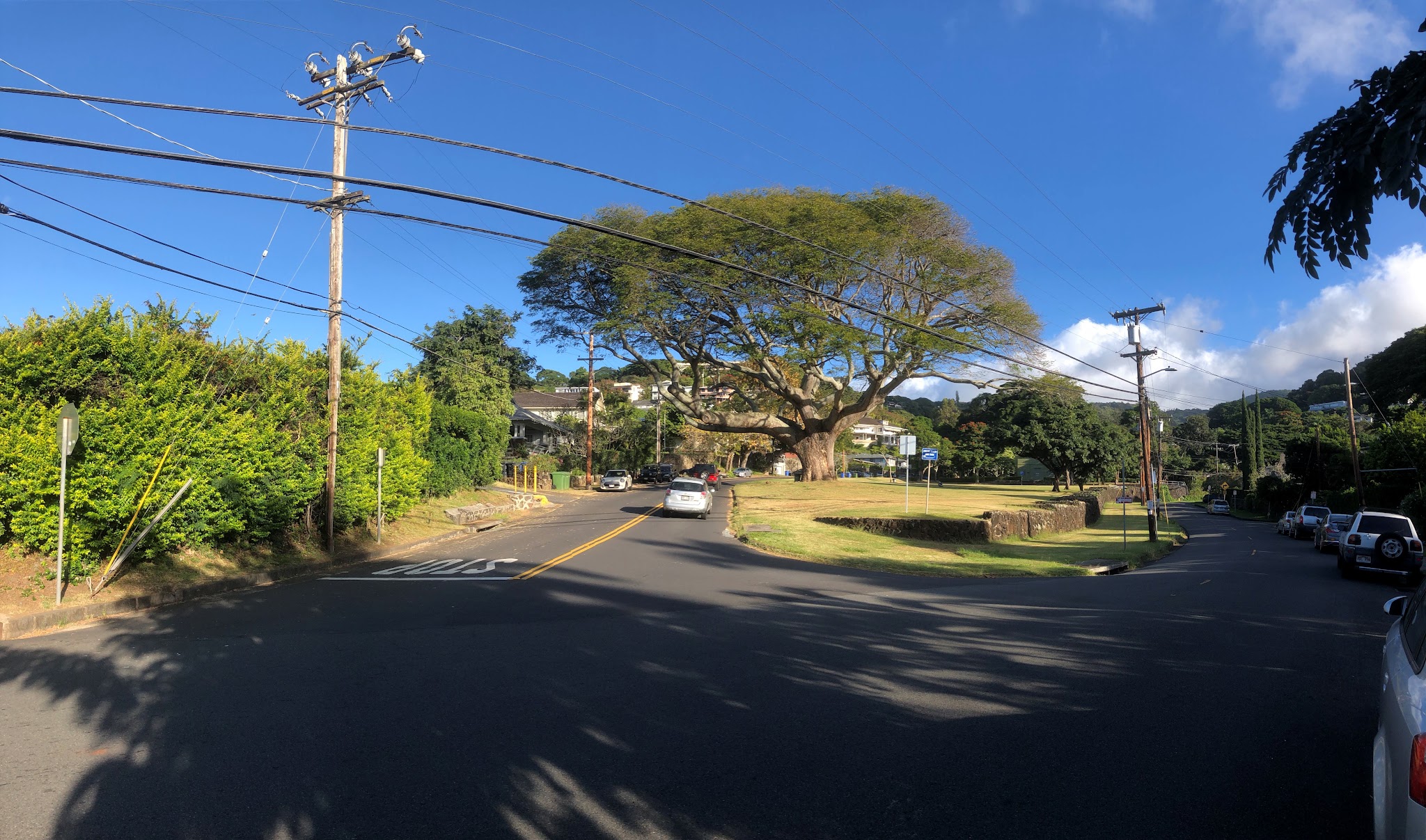 Cycling Tantalus Drive - earpod tree at the start