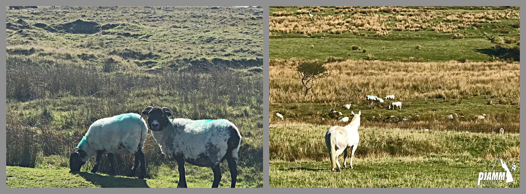 Cycling Rundlestone, England - sheep and white horses grazing in pastureland, PJAMM Cycling logo in corner