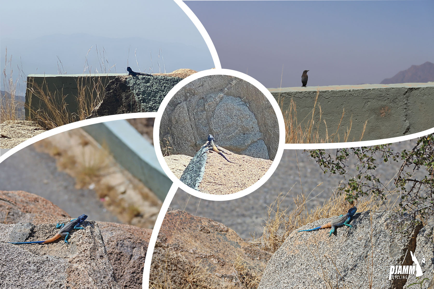 Cycling Sinan Road (Al Meger), Saudi Arabia - photo collage shows brightly colored lizards and birds along the climb