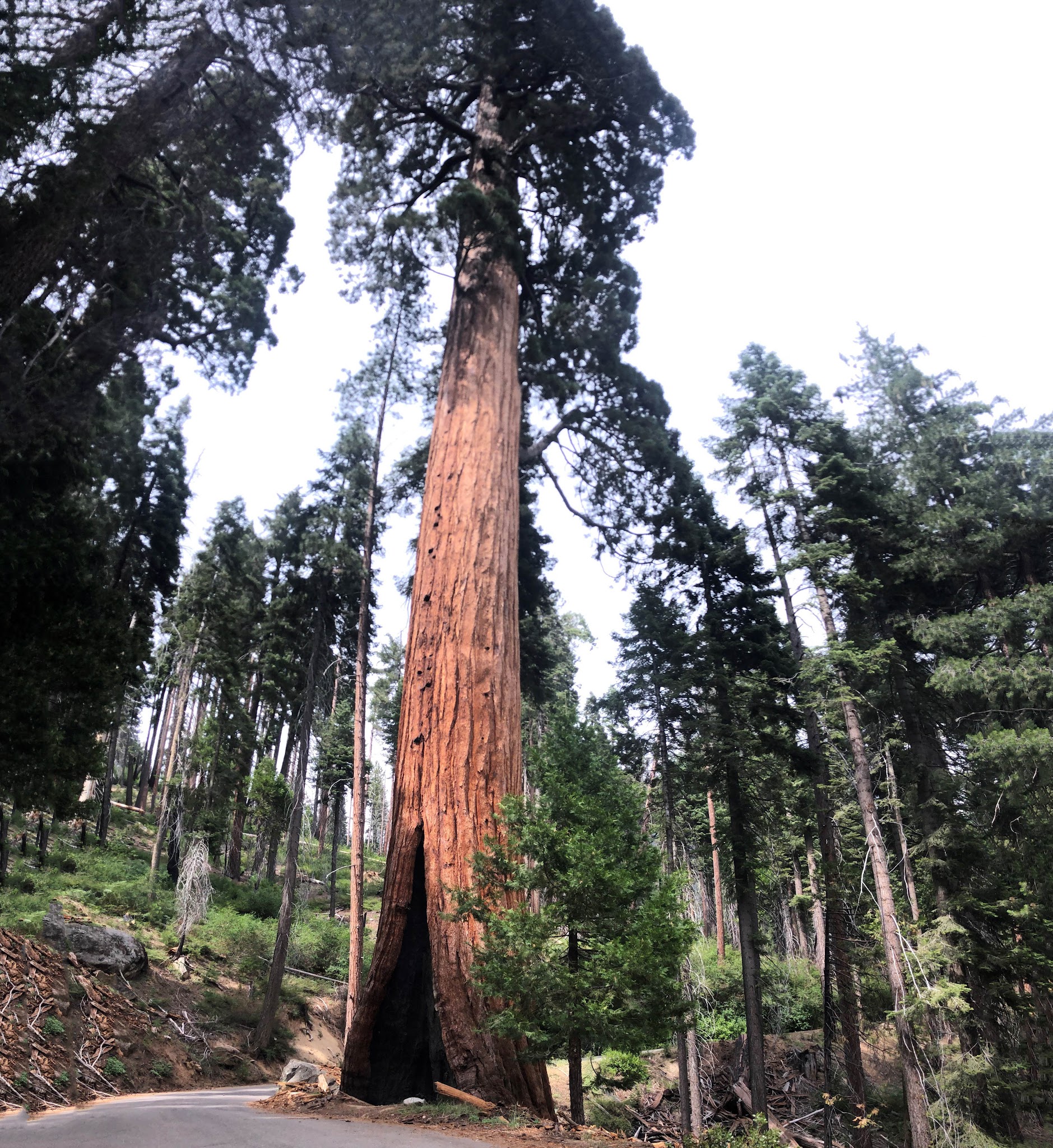 Riding bike  - bicycle inside Giant Sequoias on Mineral King Road -