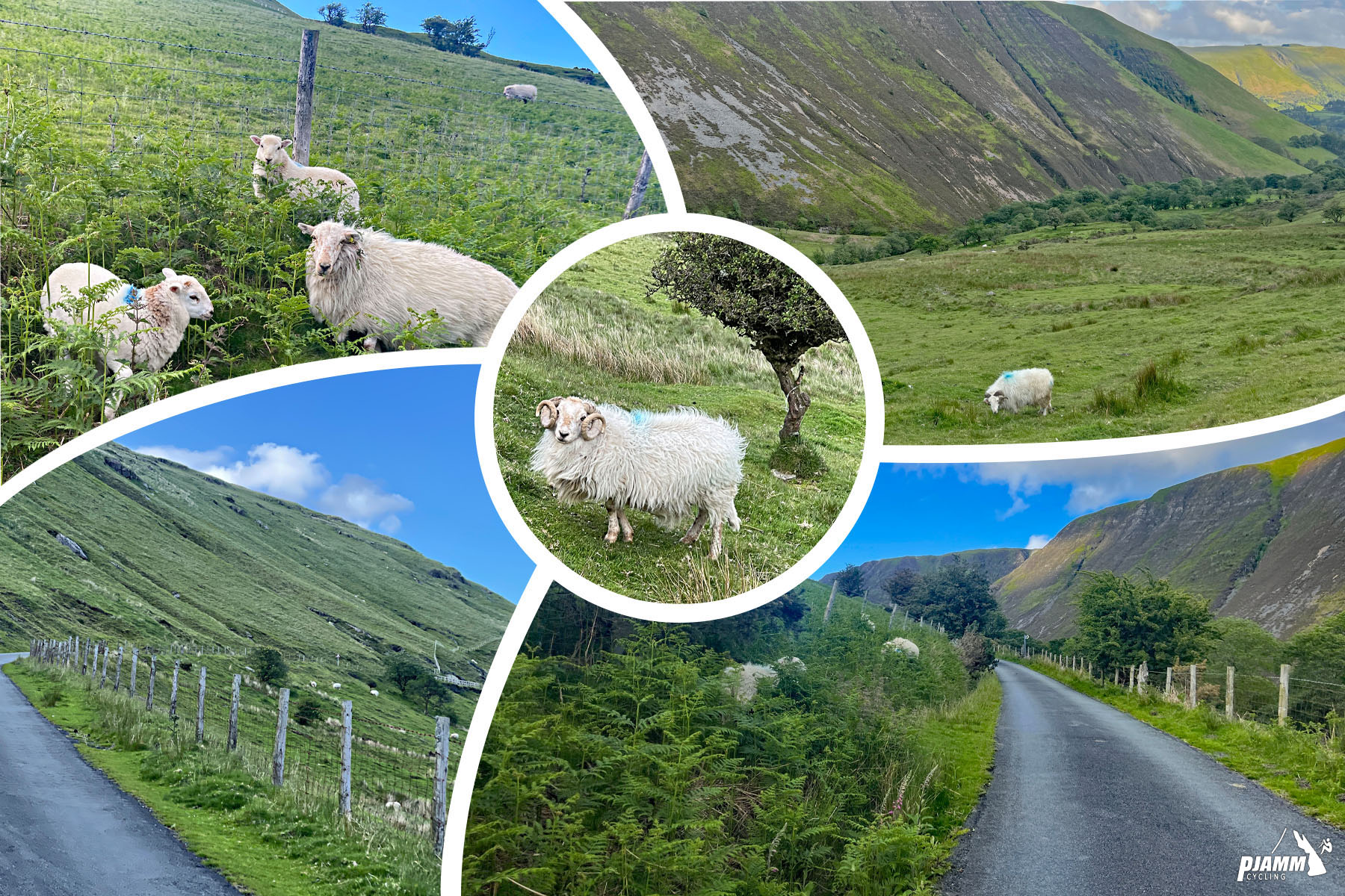 lush pastureland at climb beginning, many white sheep grazing in green grassy hillsides