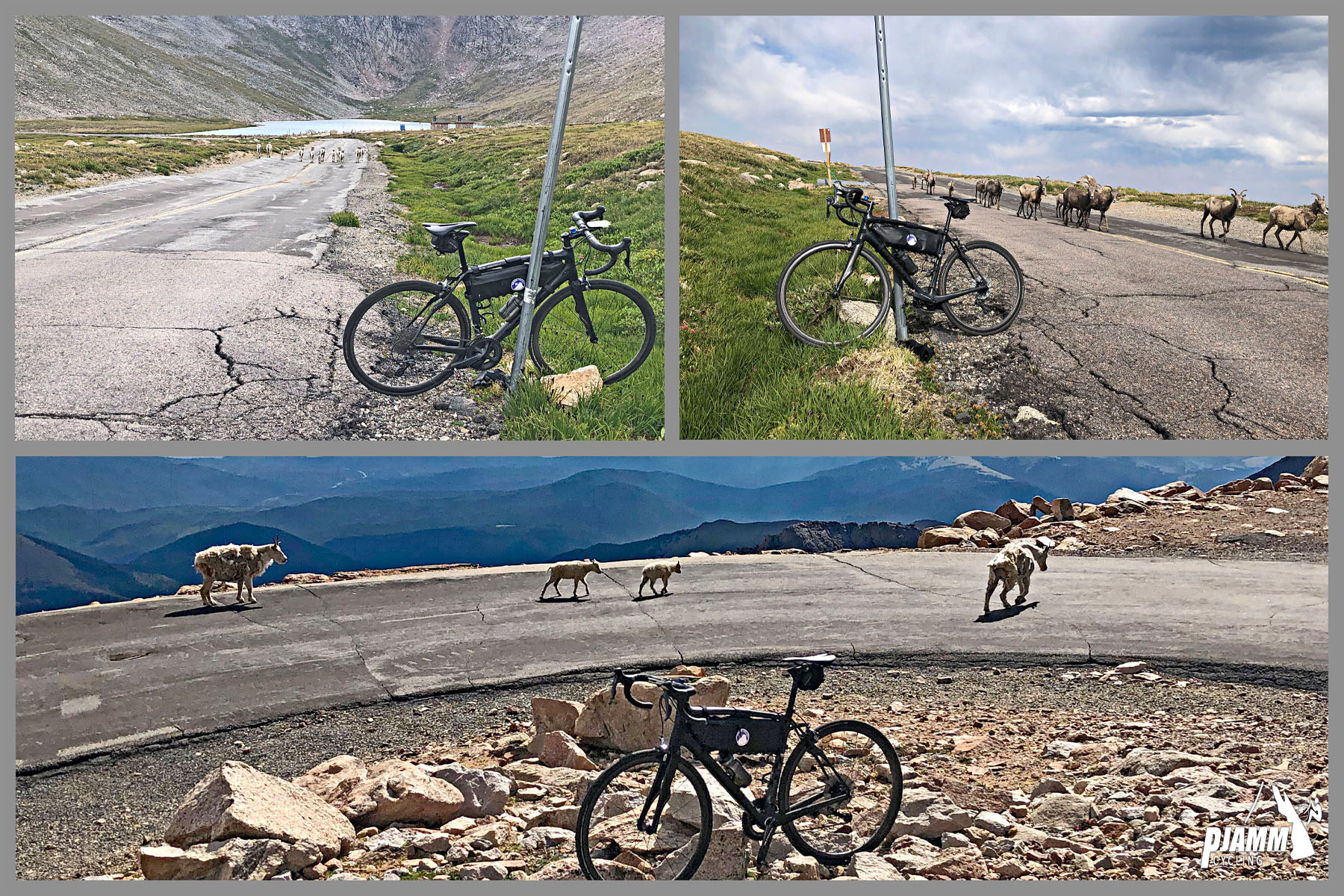 Cycling Mt. Evans, Colorado Cycling Mt. Evans, Colorado - photo collage, PJAMM Cycling logo in corner, bike parked in grass along roadside, heard of mountain goats crossing road next to bike, bike parked along turn in roadway with four bighorn sheep crossing road next to bike