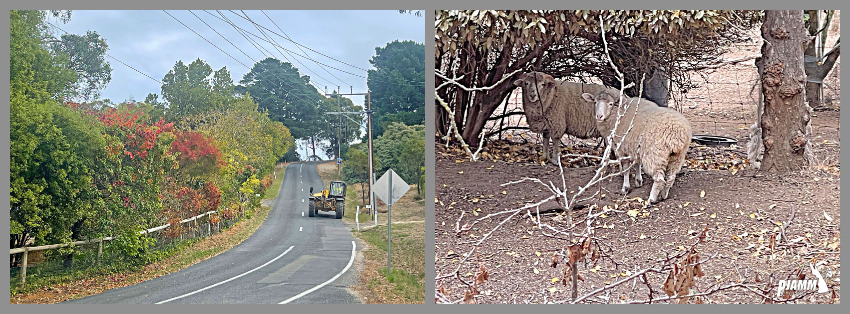 yellow tractor driving on roadway; two sheep look at camera