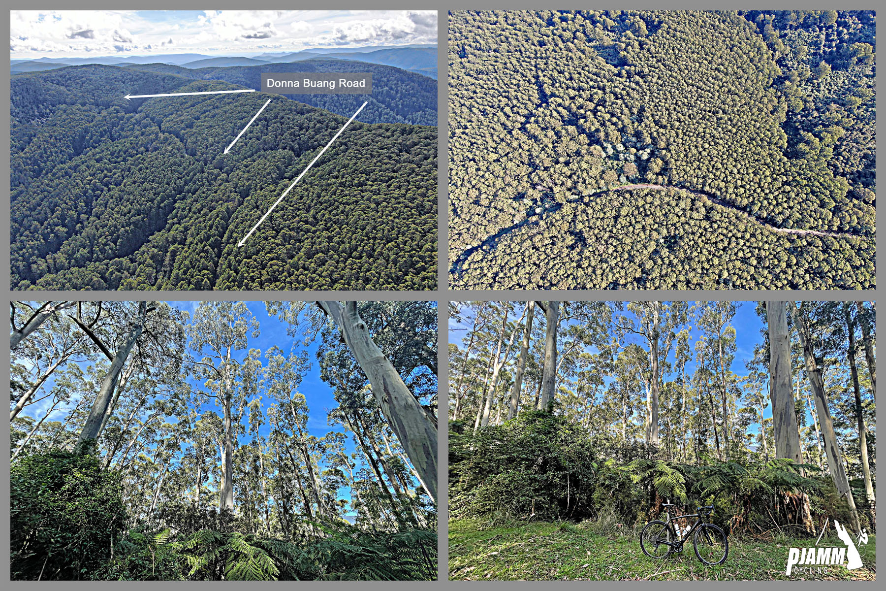 Cycling Donna Buang, Victoria, Australia thick eucalyptus and mountain ash trees